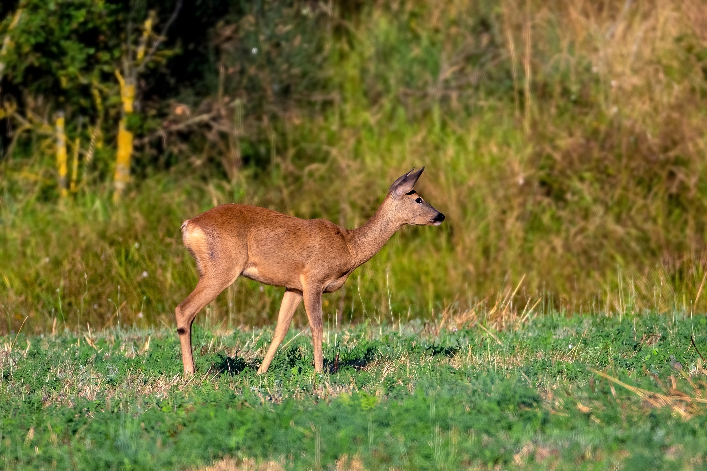 Roe deer (Capreolus capreolus)