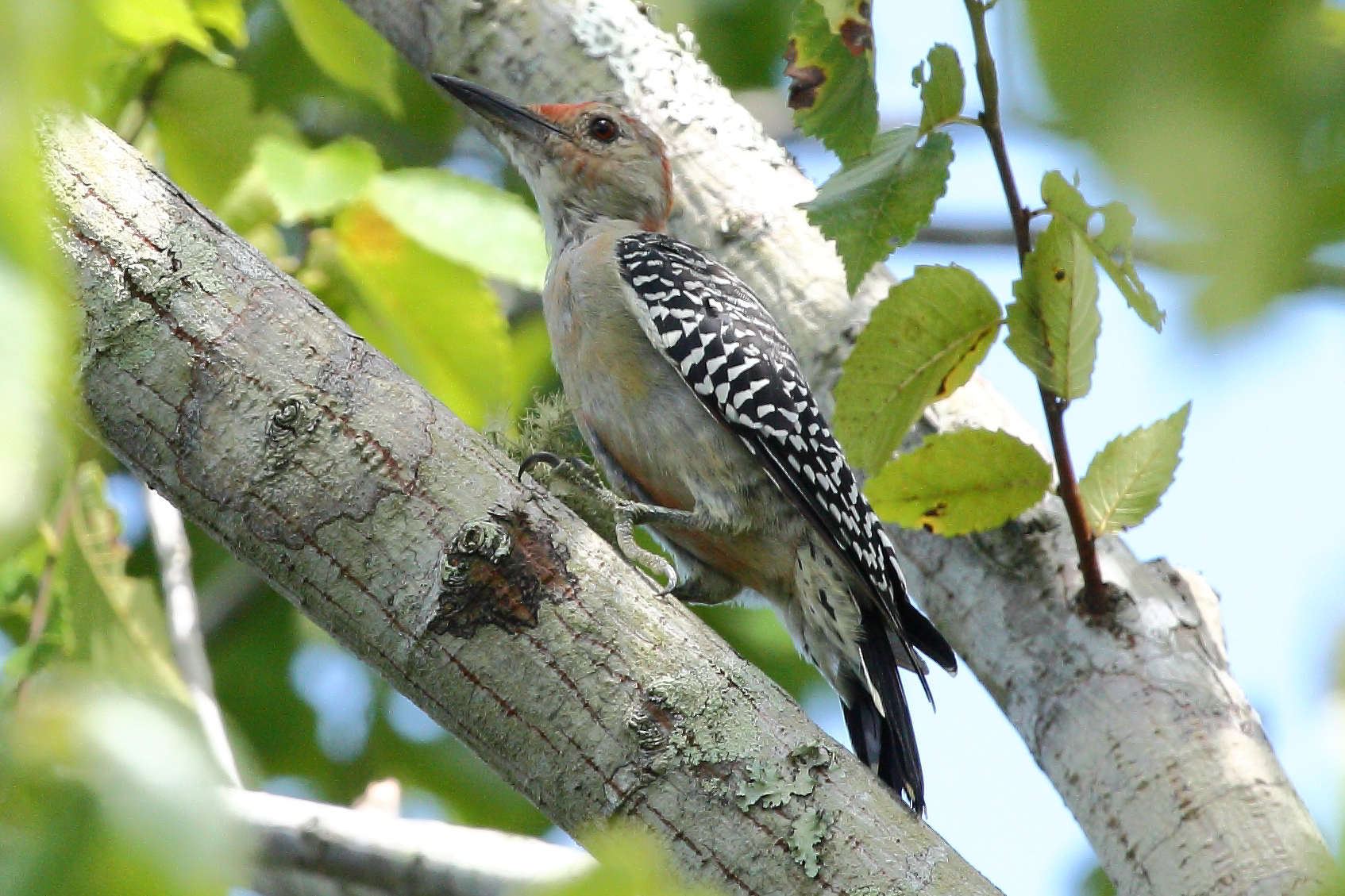 Red-bellied Woodpecker (Woodpecker American)
