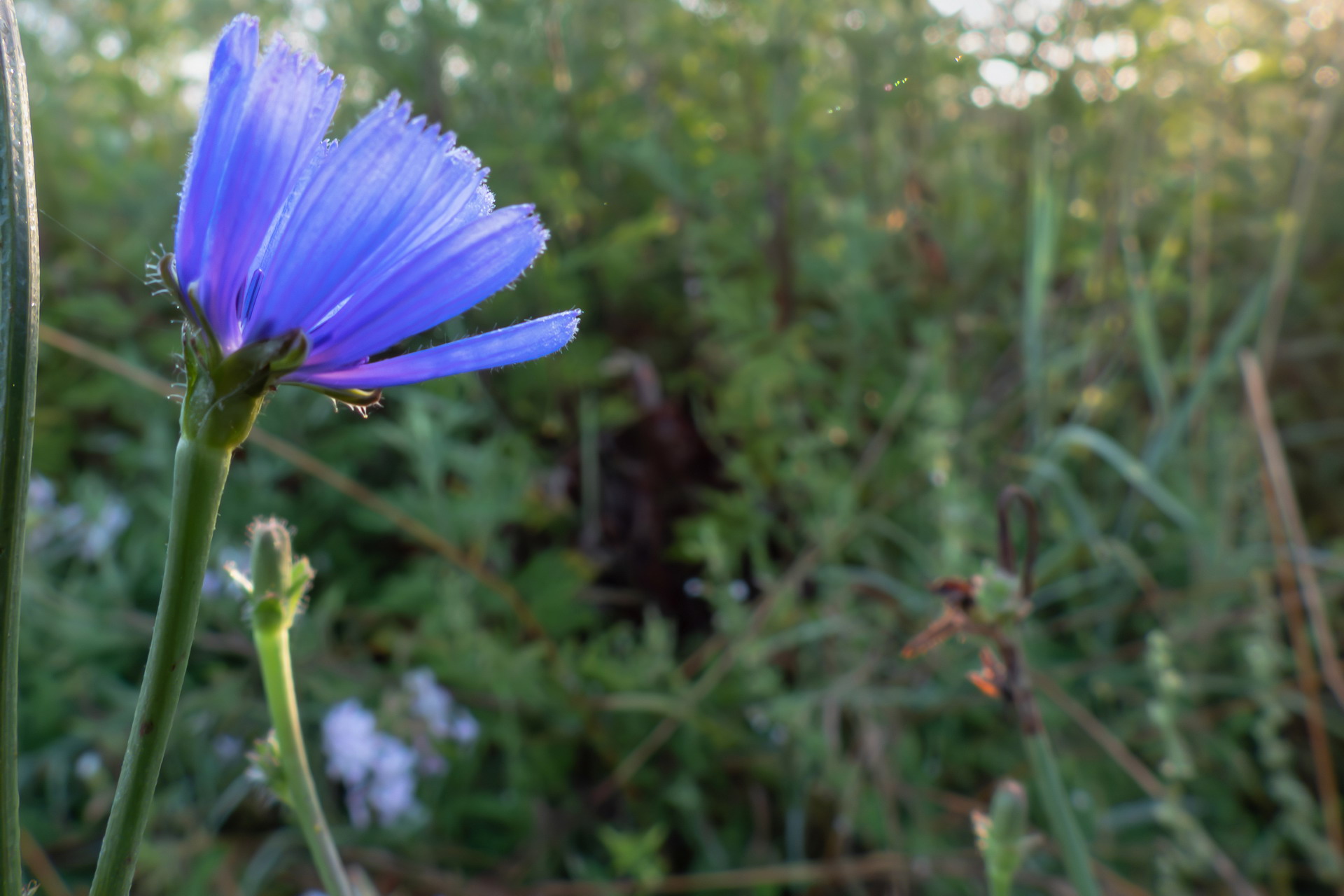 Close-up set with Coolpix p1000 (30)