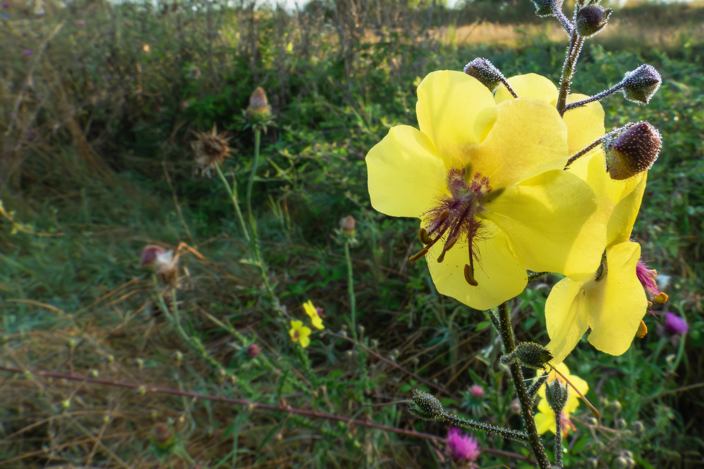 Close-up set with Coolpix p1000 (31)