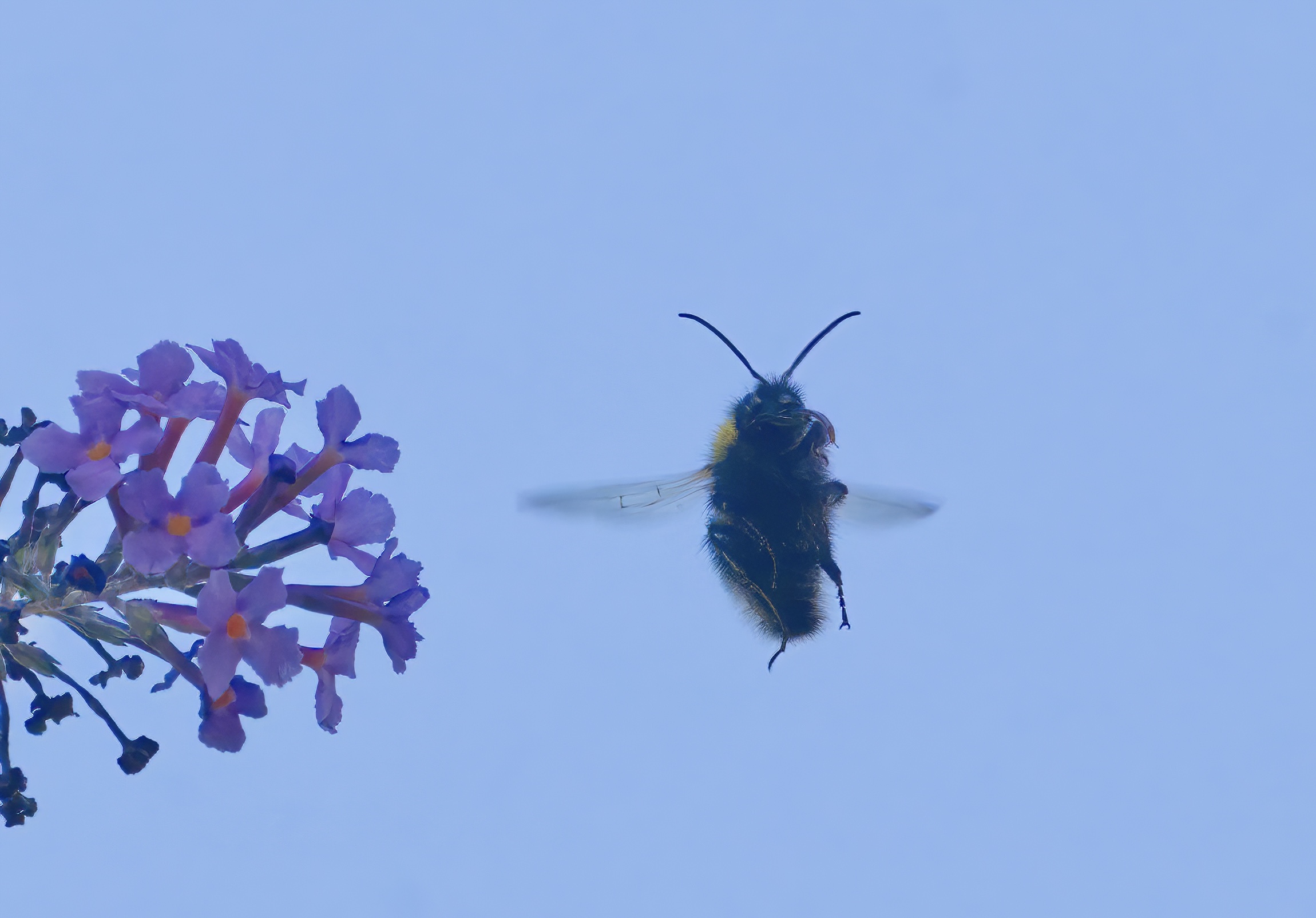 Ti faccio la linguaccia