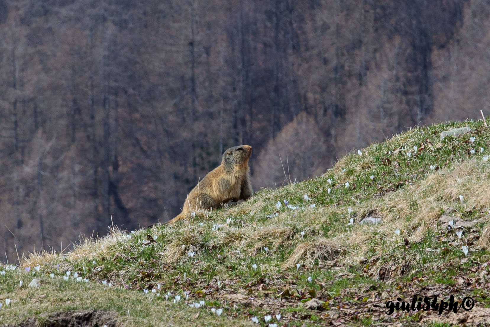 marmotte di Pasevra1