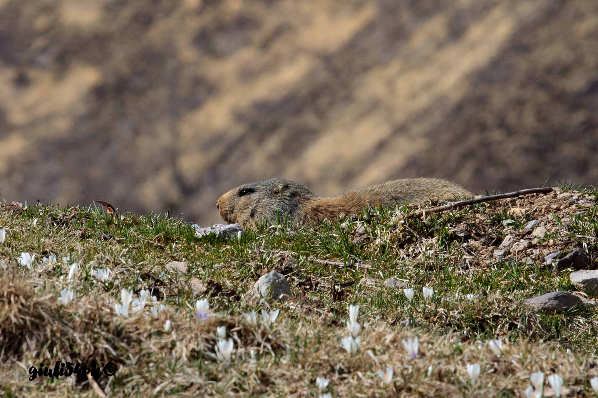 marmotte di Pasevra2