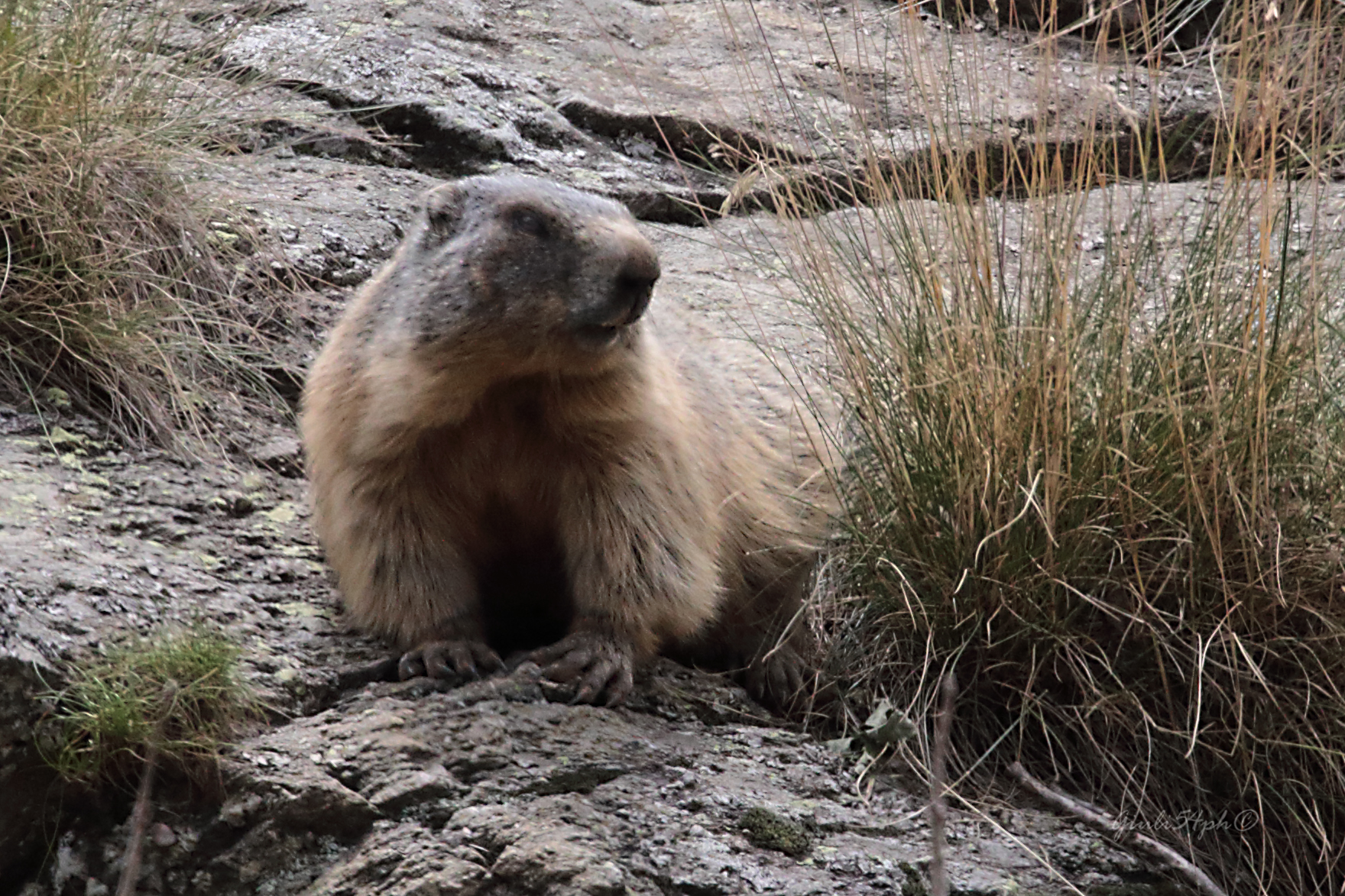 Marmotte di Pasevra4