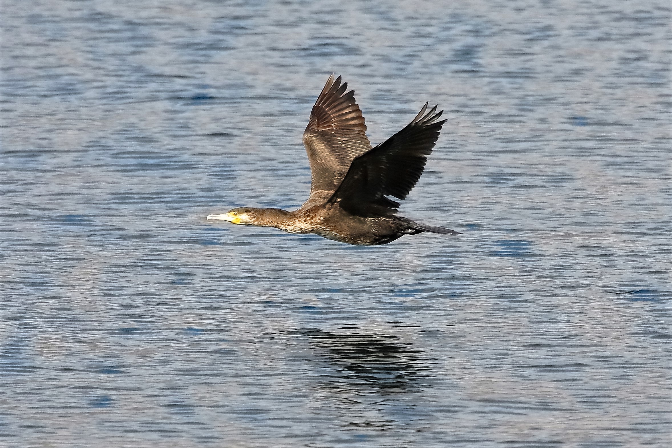 Cormorano 04 aprile 2023