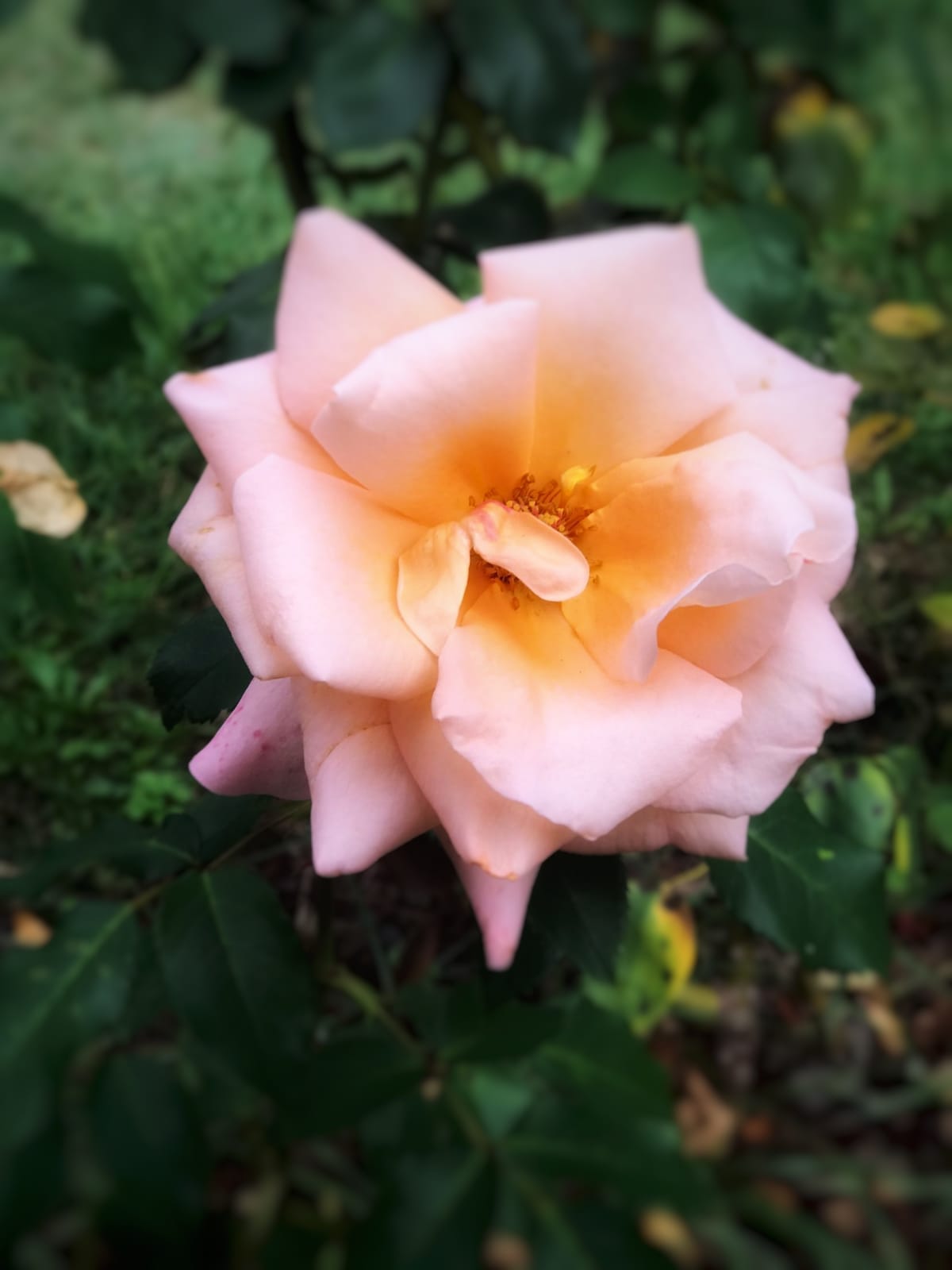 Fiore