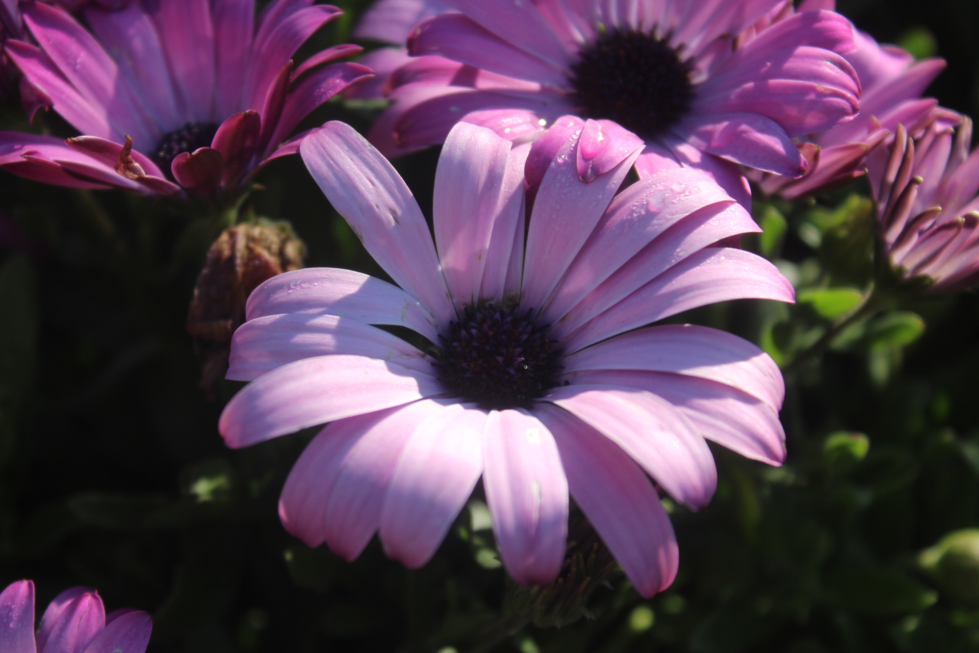 Fiore con goccia d'acqua