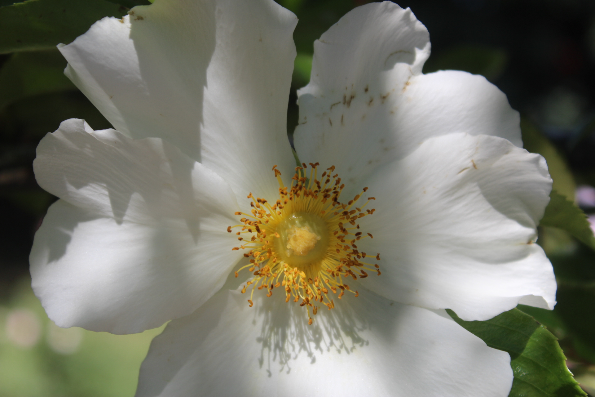 Fiore bianco