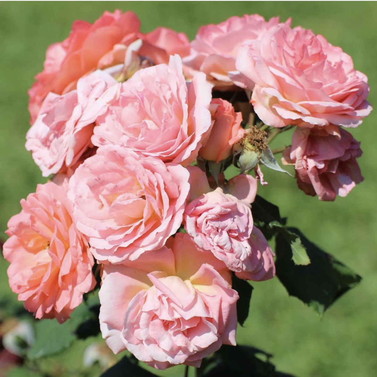 Mazzo di fiori rosa