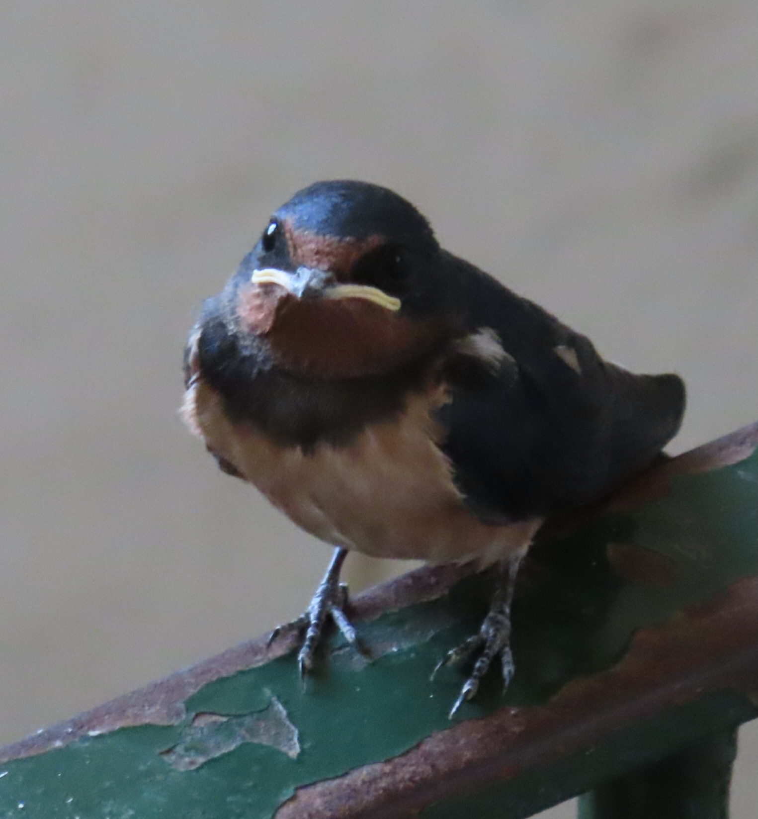 Rondine parametri f6.3 1/50  ISO 400