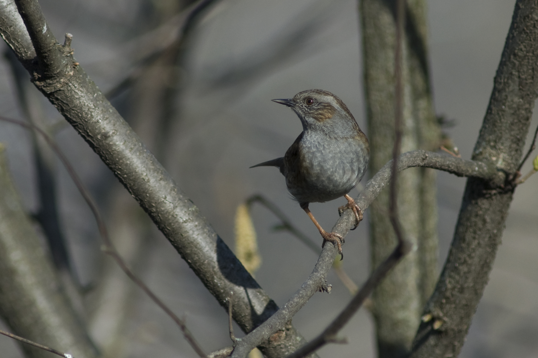 Dunnock