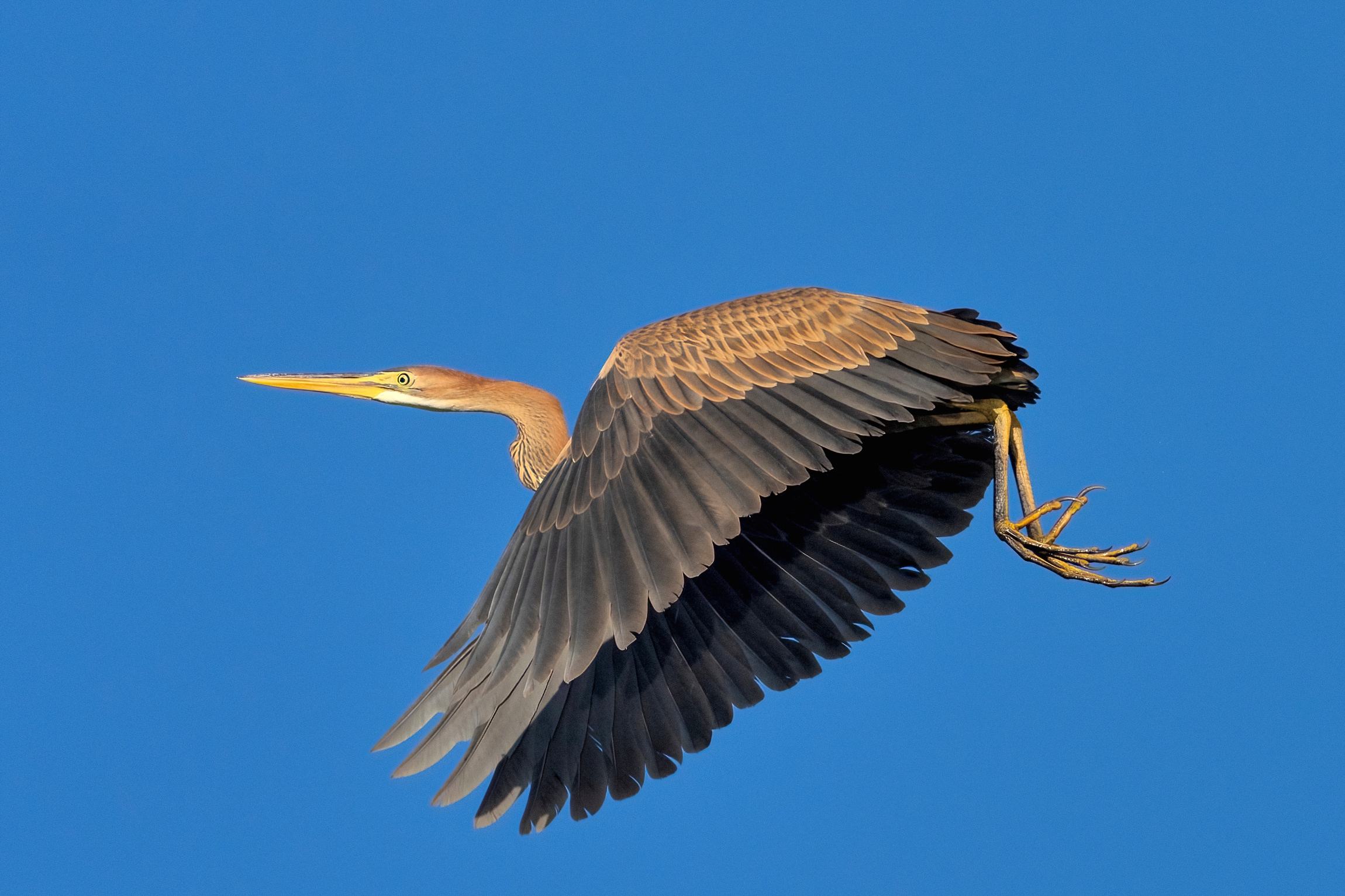 Airone rosso (Ardea purpurea)