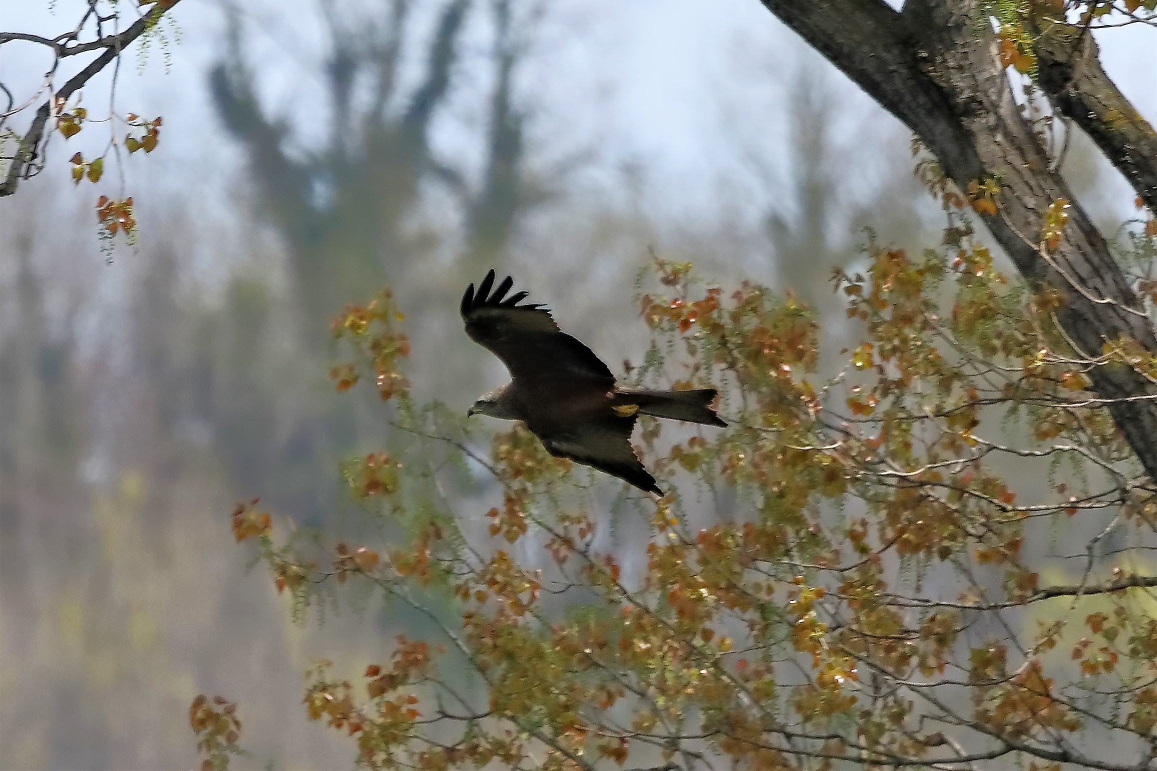 Nibbio bruno 06-04-2023