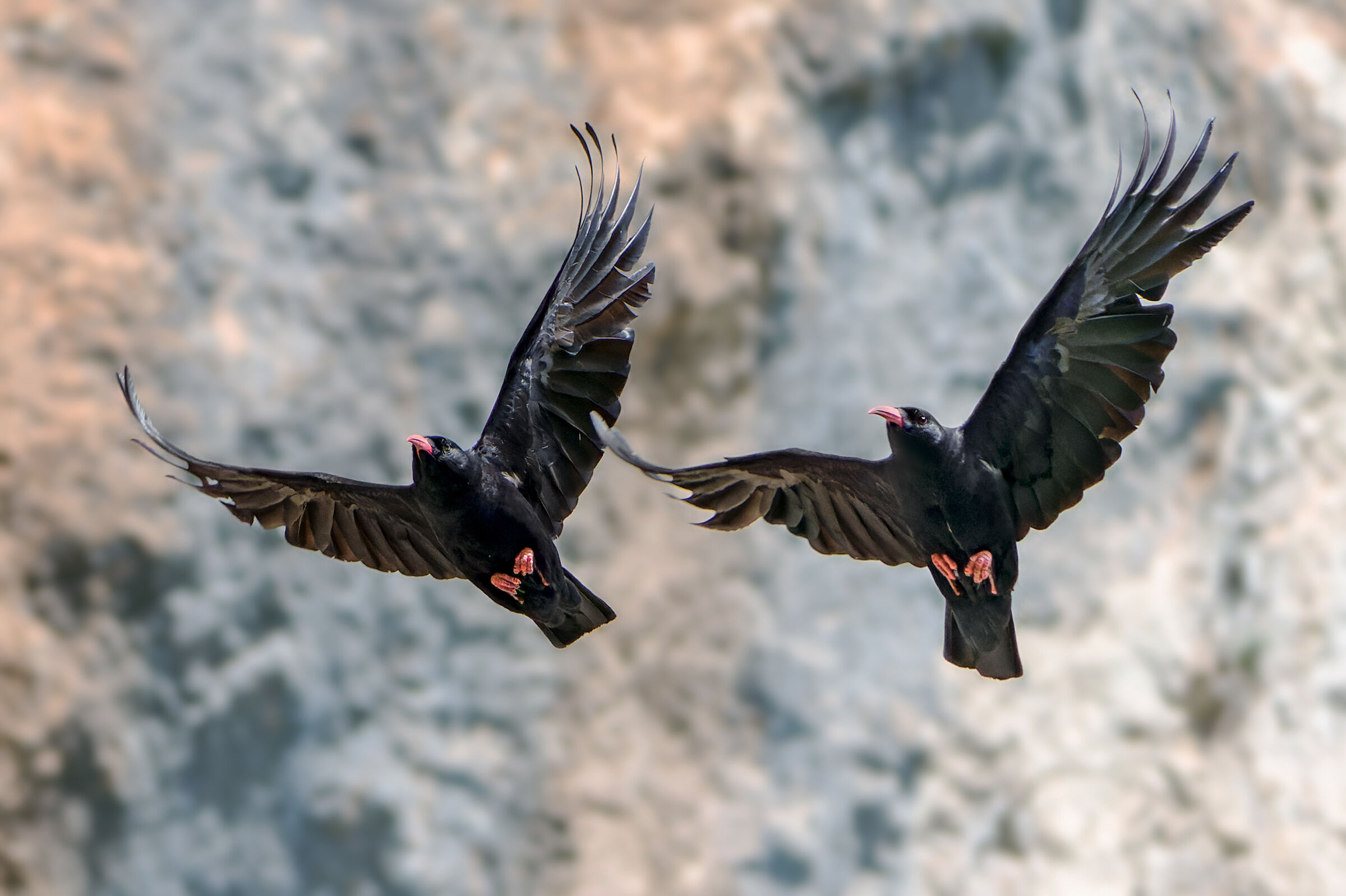 Gareggiando nel vento - Gracchi corallini