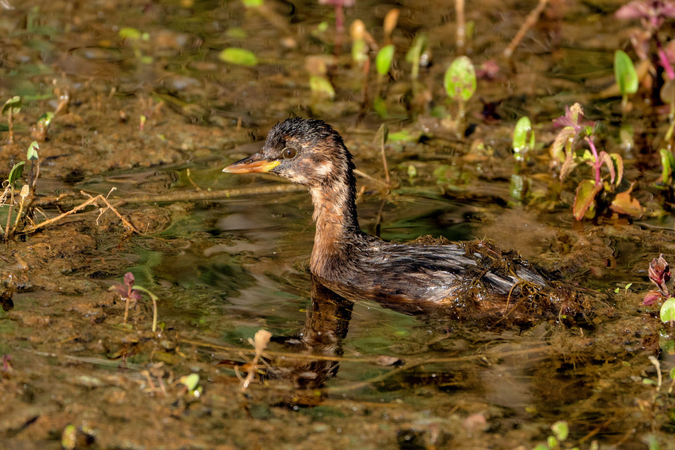 Tuffetto (Tachybaptus ruficollis)