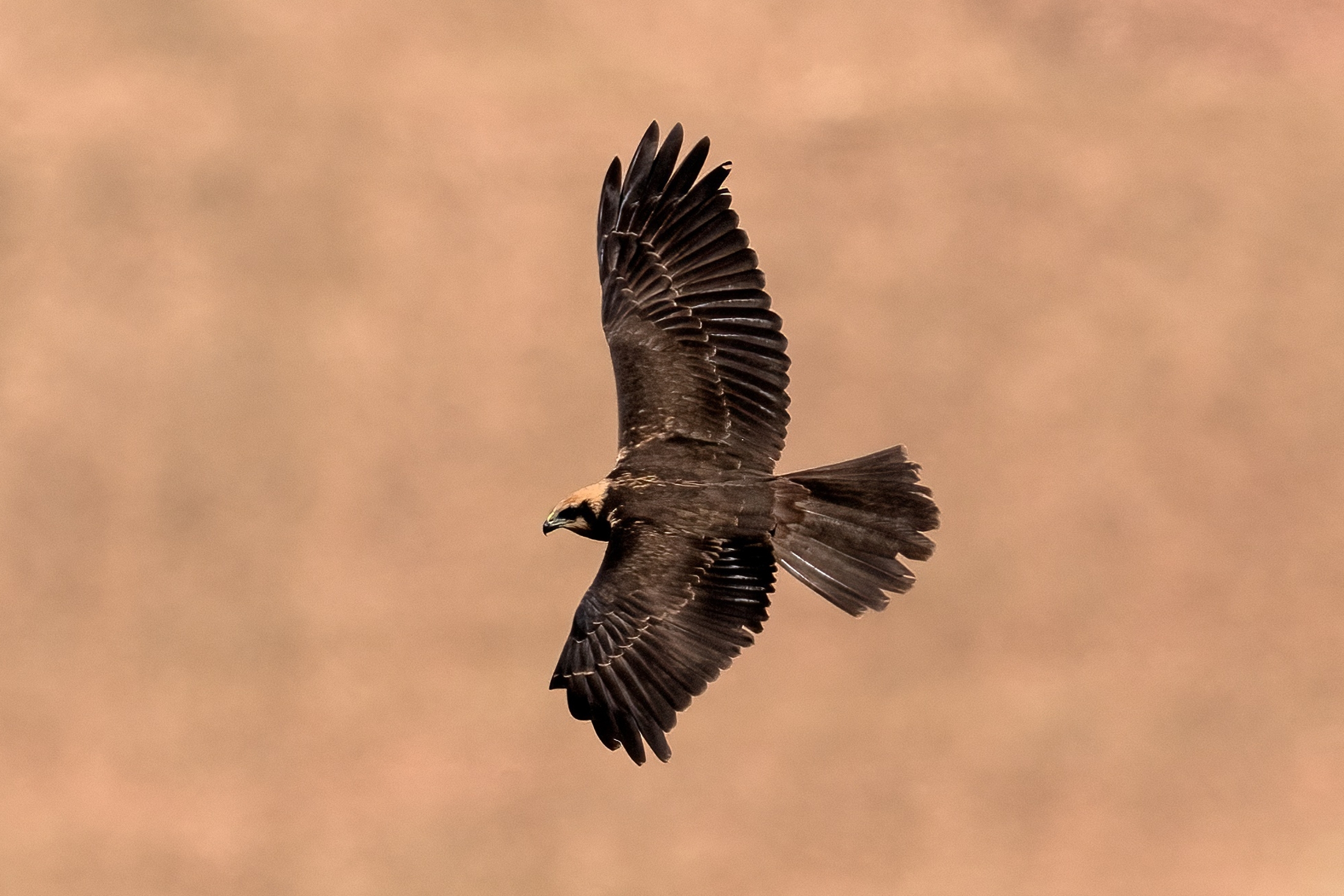 Falco di palude (Circus aeruginosus)