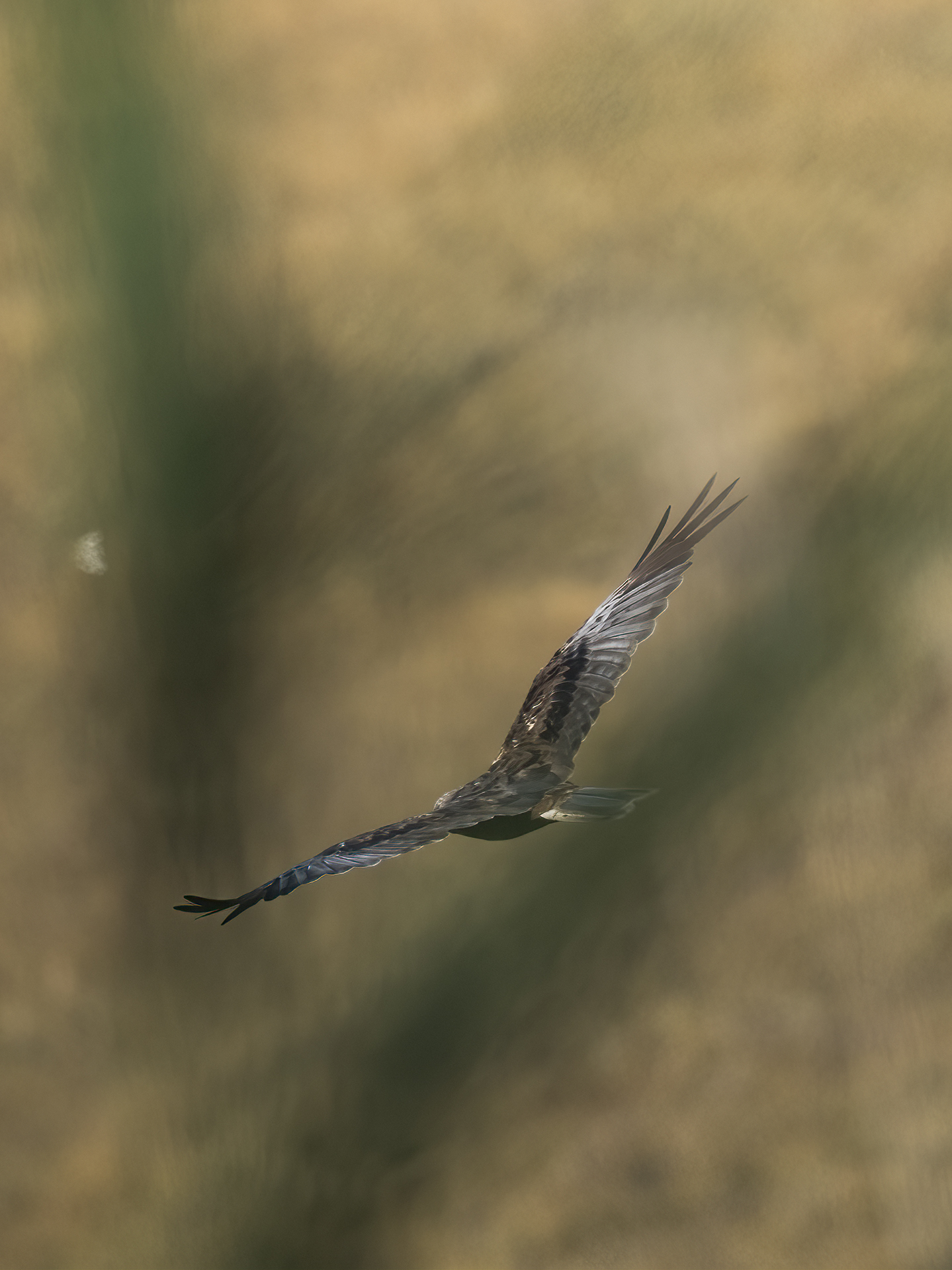 Marsh harrier hunting