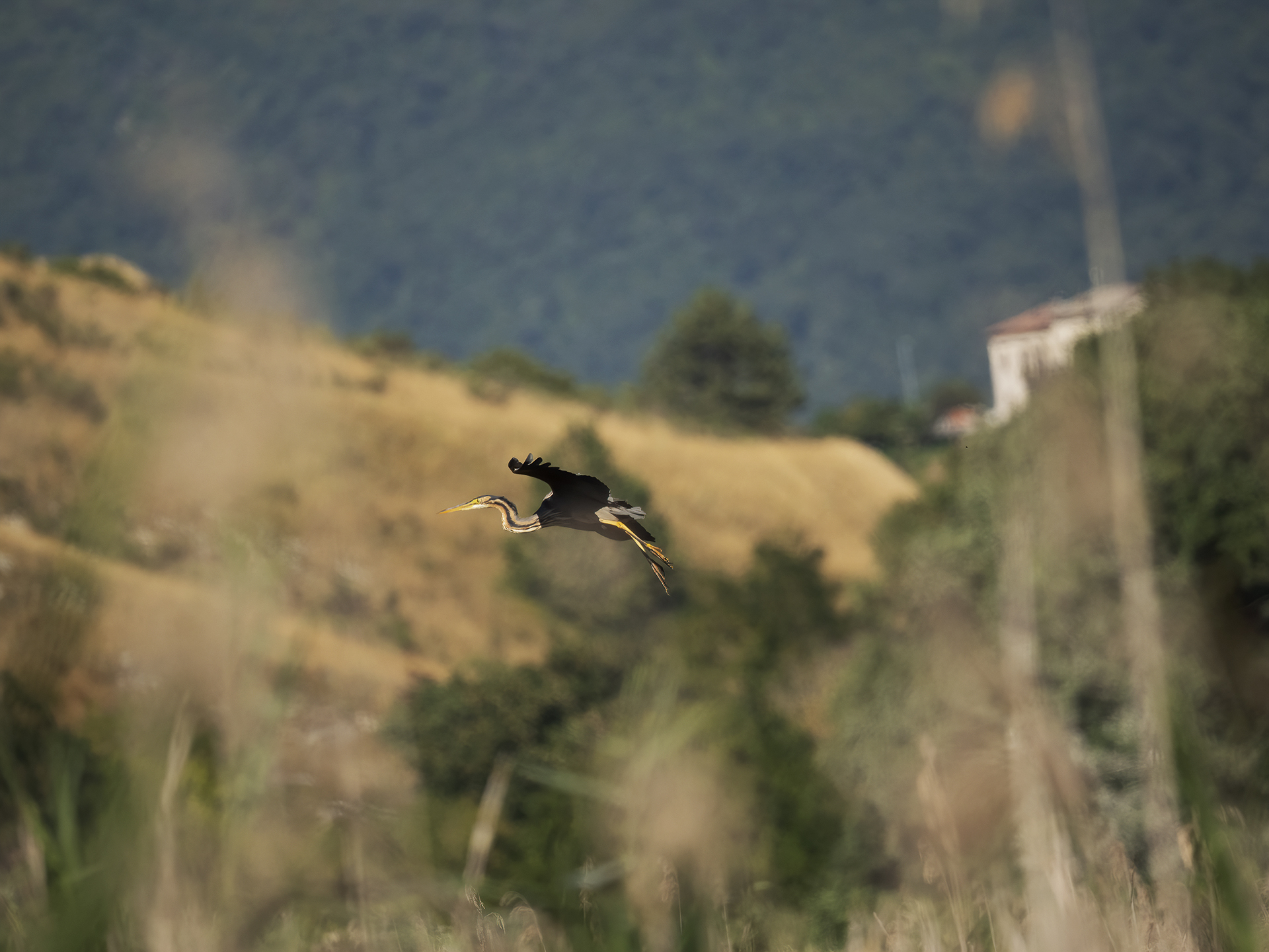 Heron