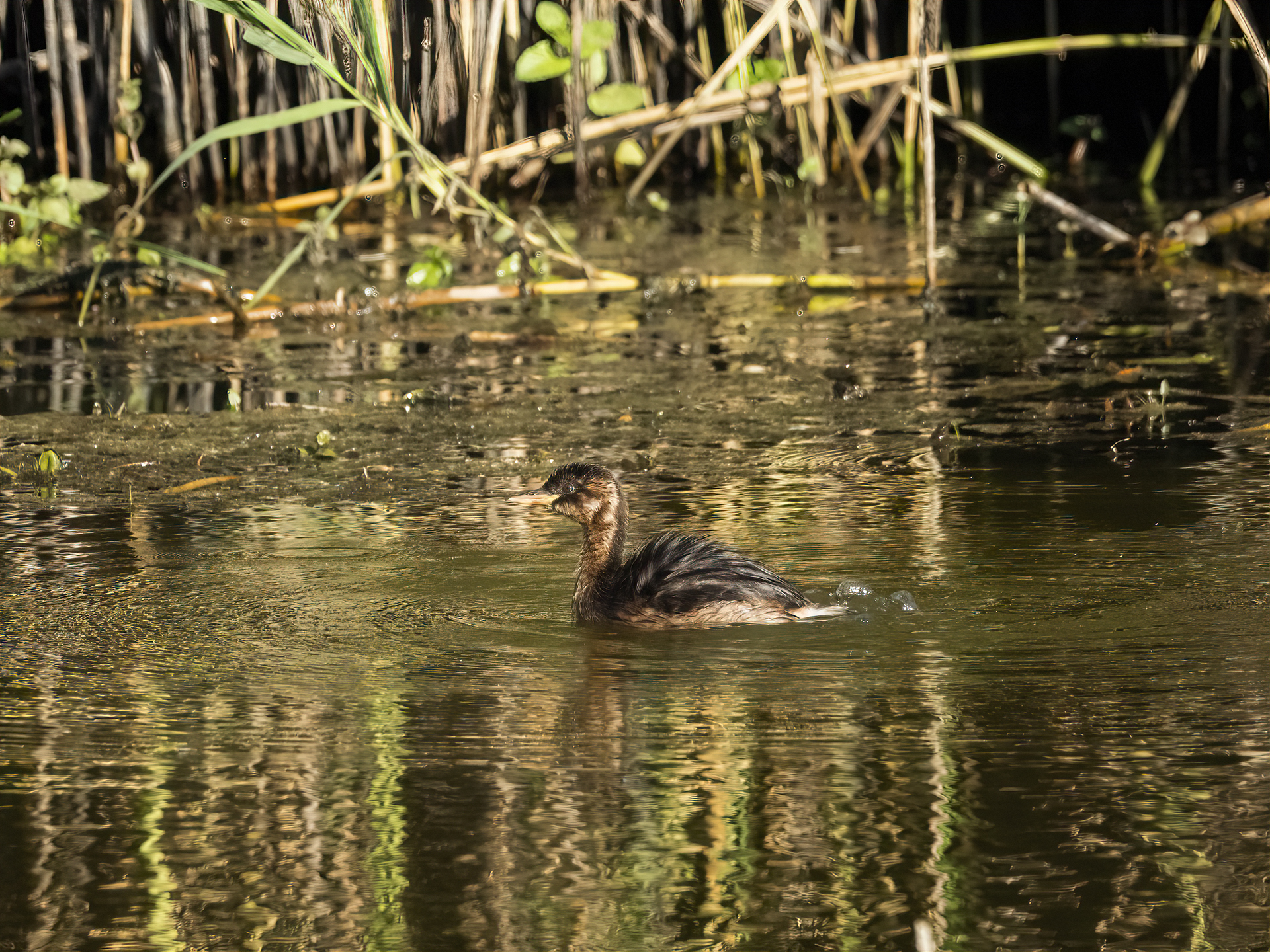 Dabchick