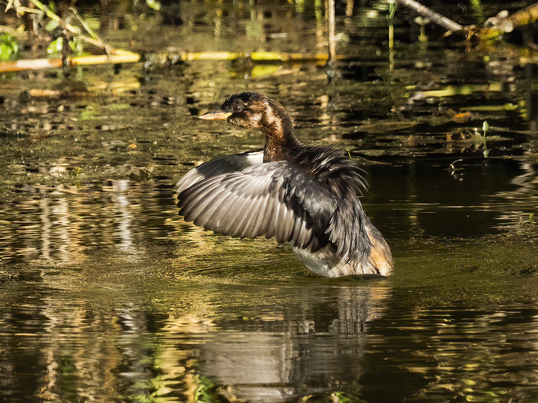 Dabchick
