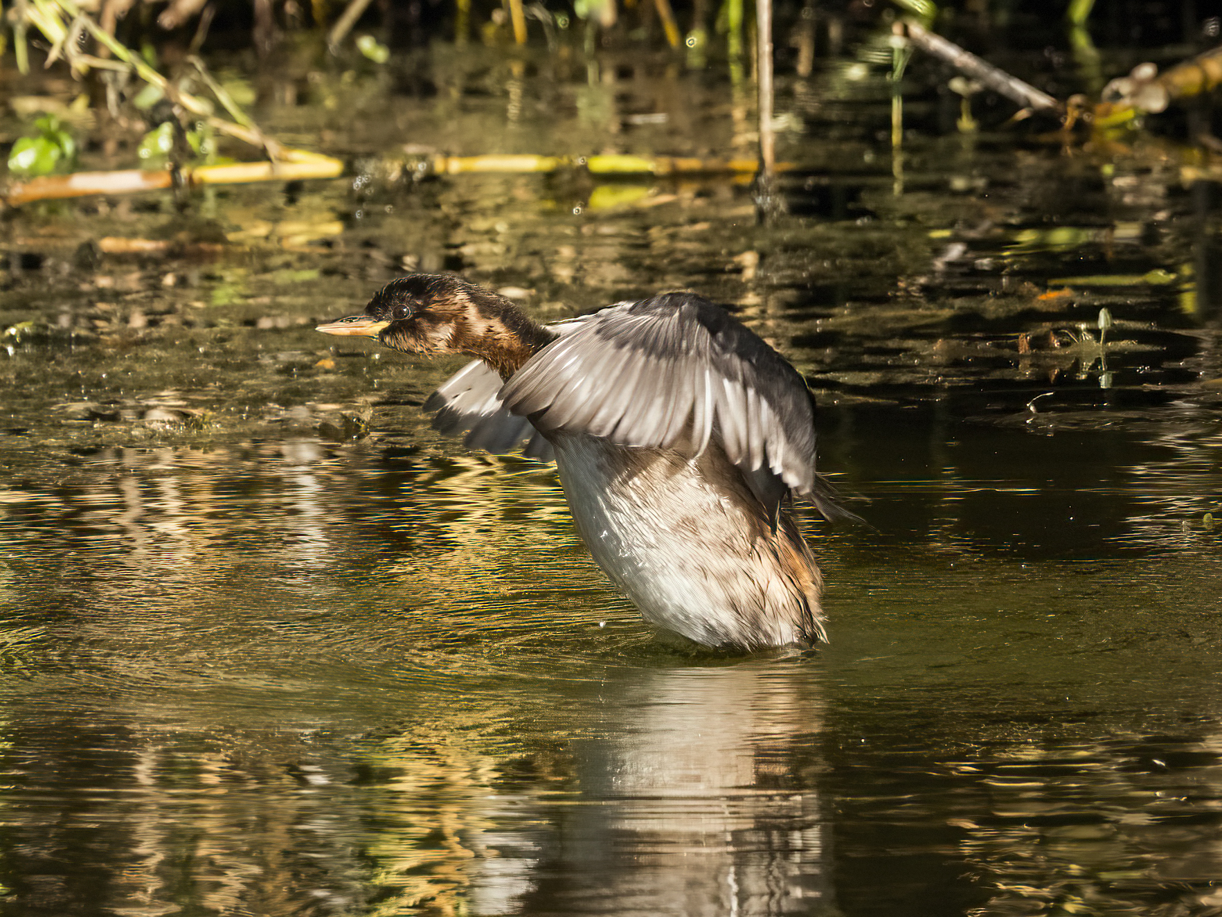 Dabchick