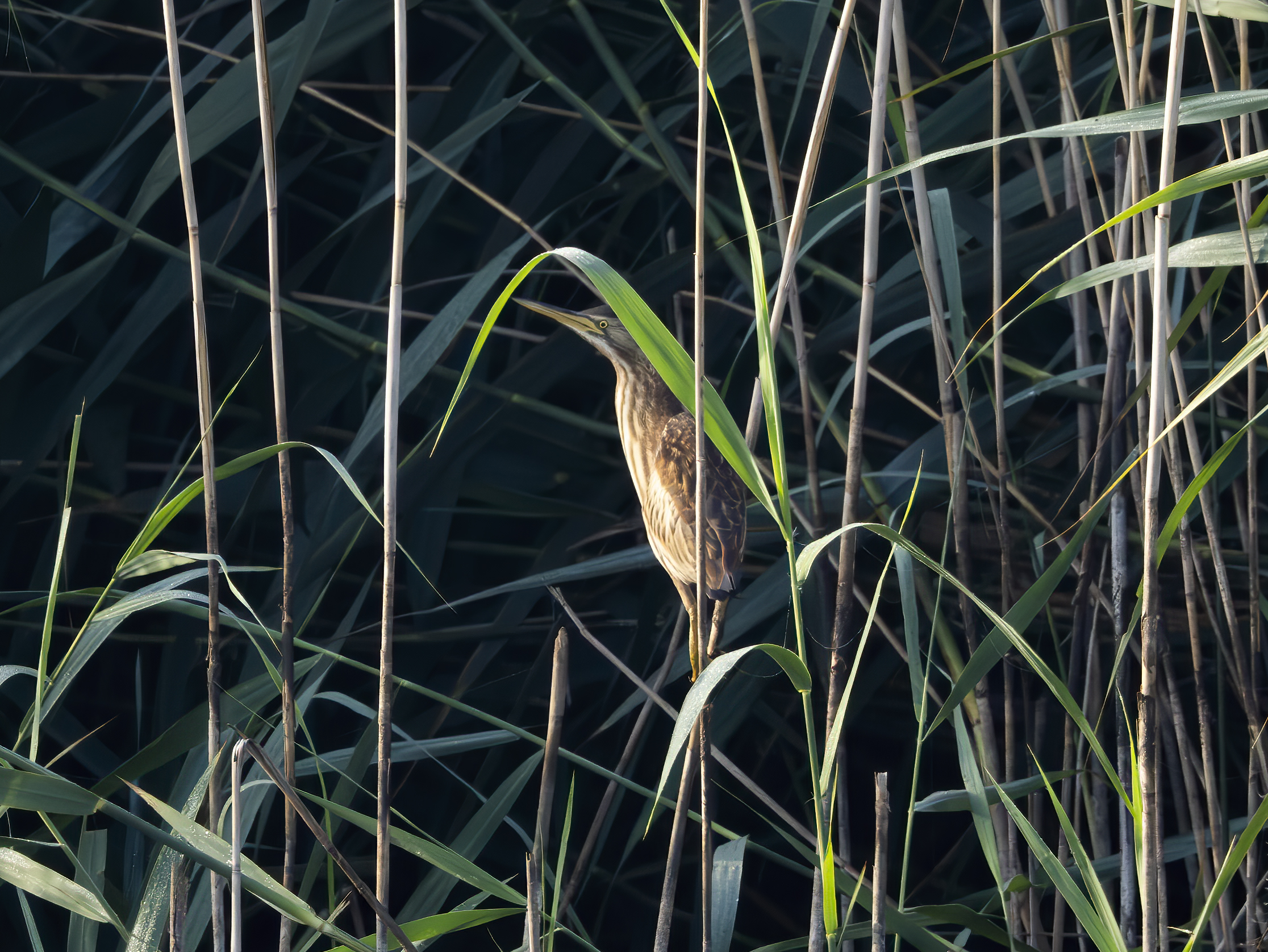 Shy bittern hides behind a leaf 