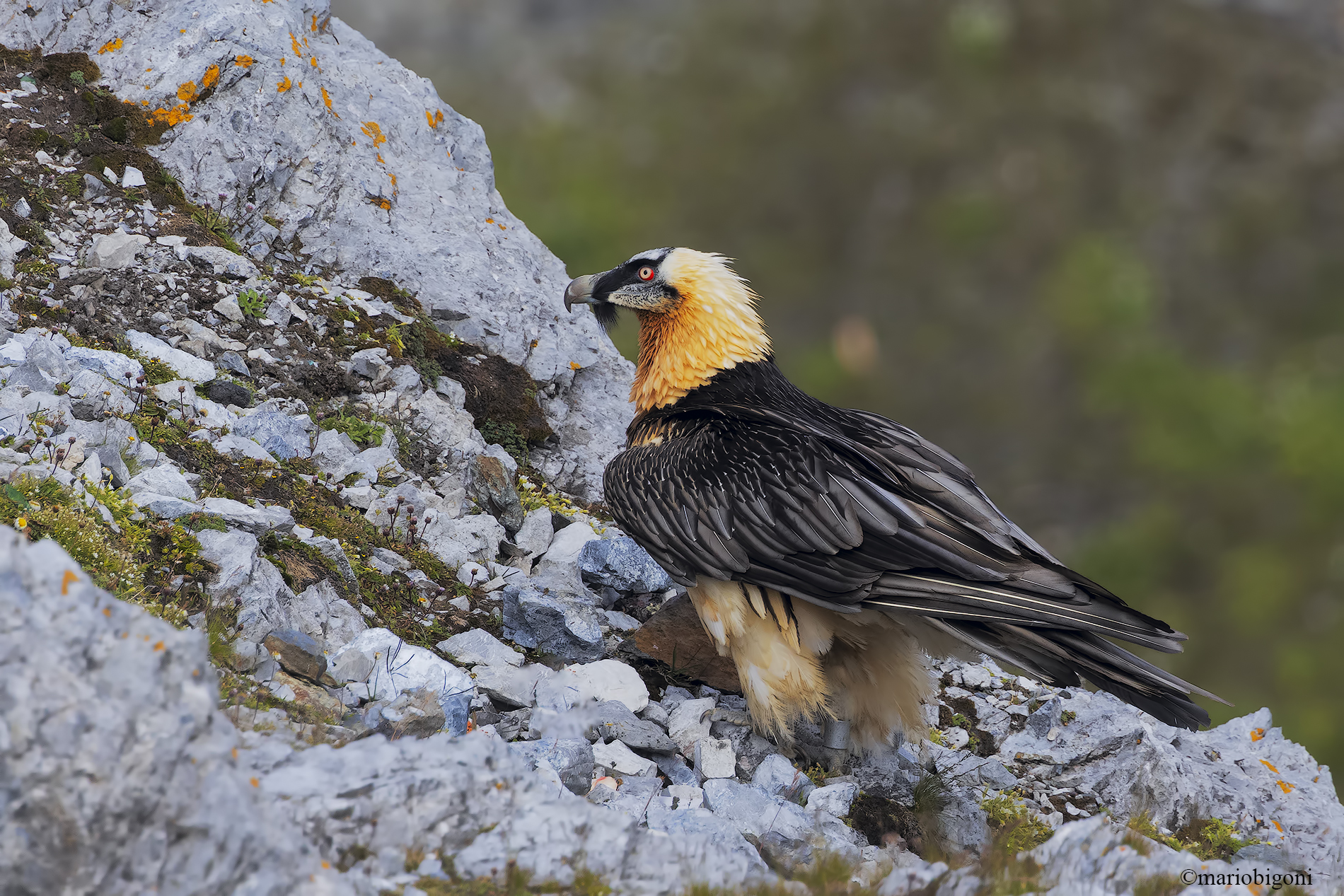 Bearded vulture