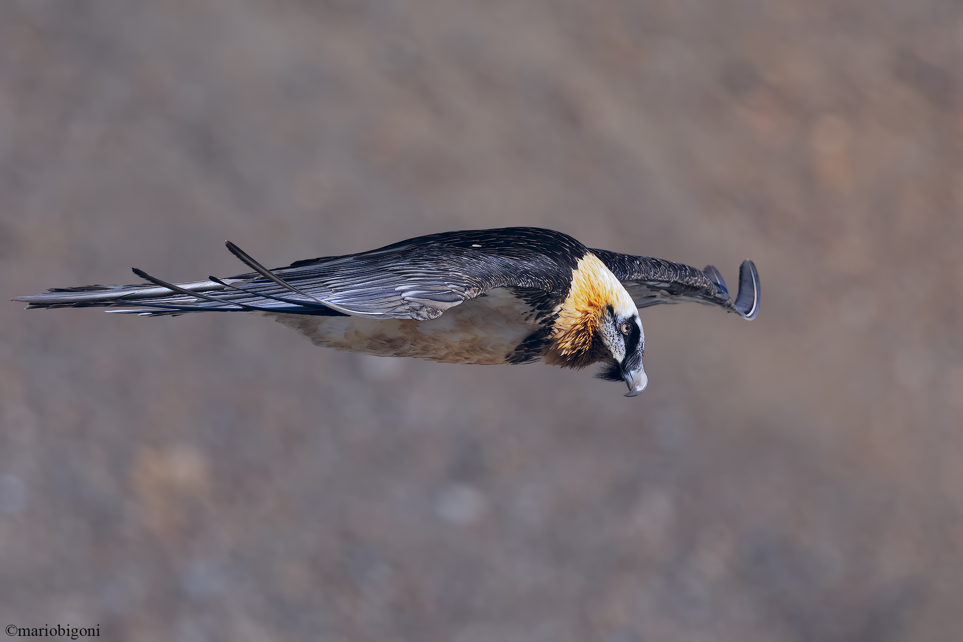 Bearded vulture