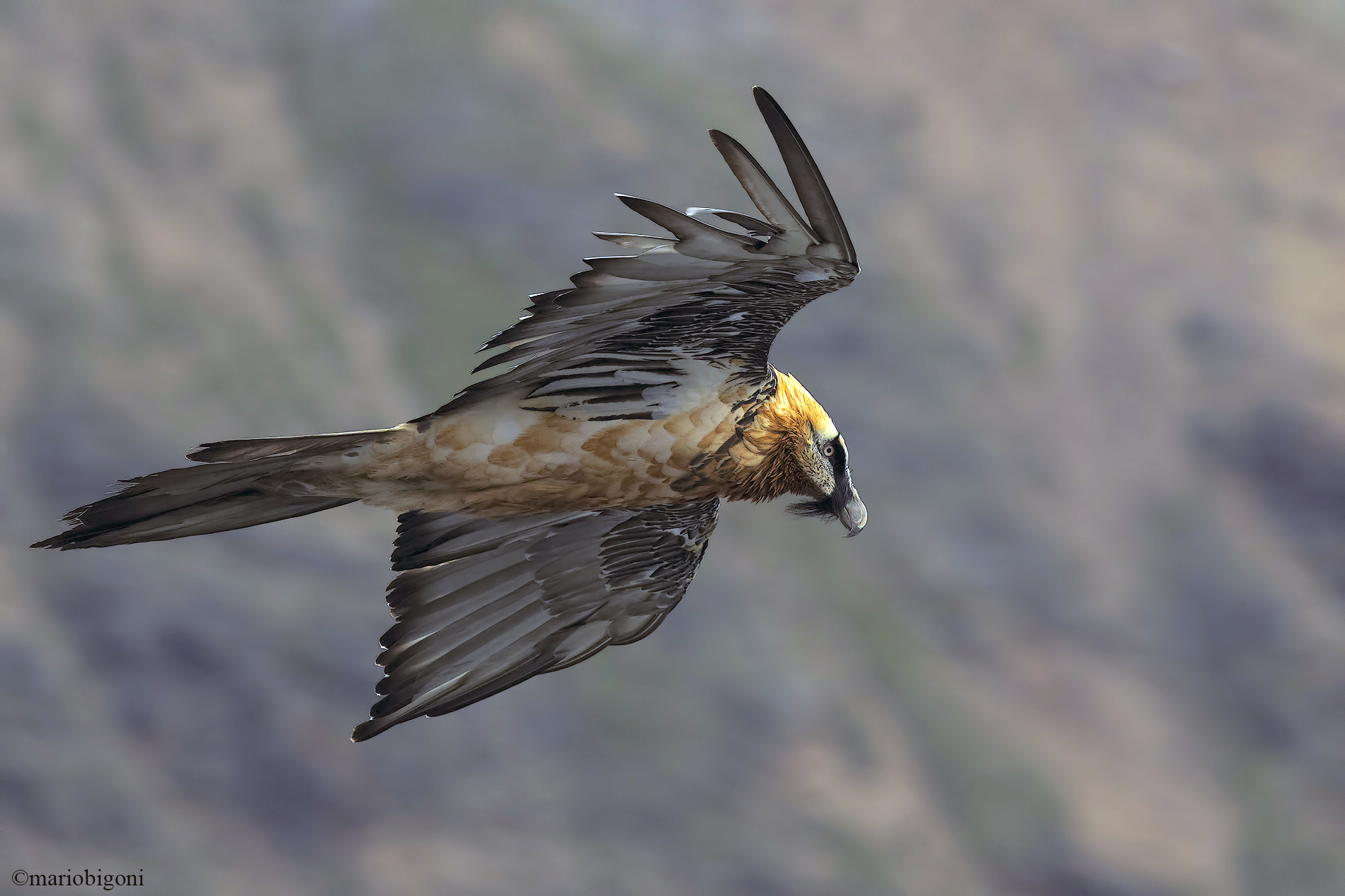 Bearded vulture