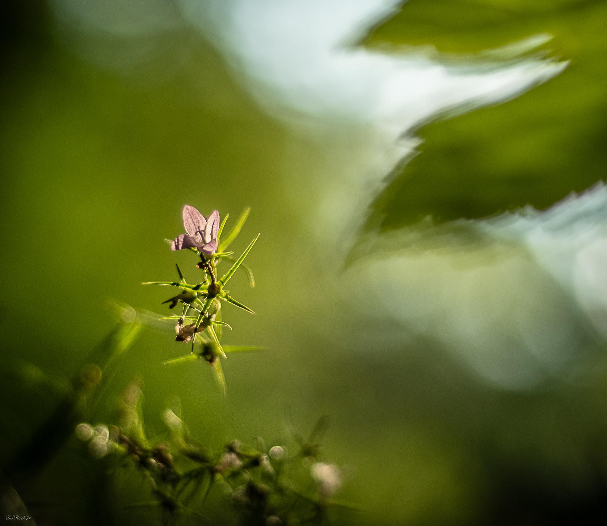 Flower in the undergrowth