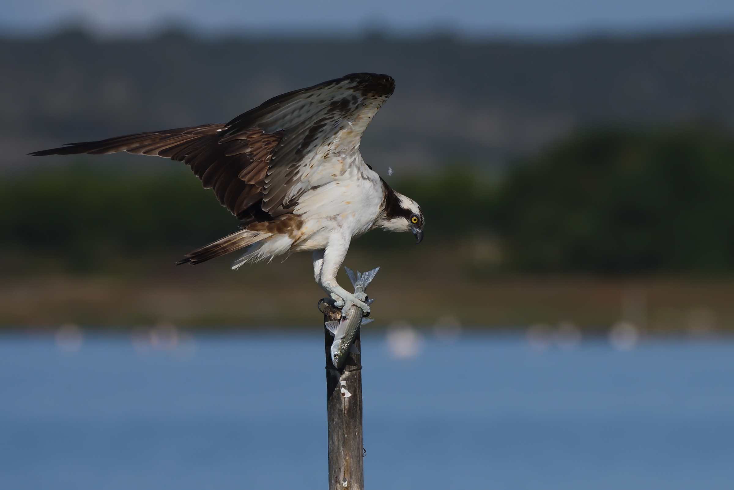 Il pescato del giorno ...
