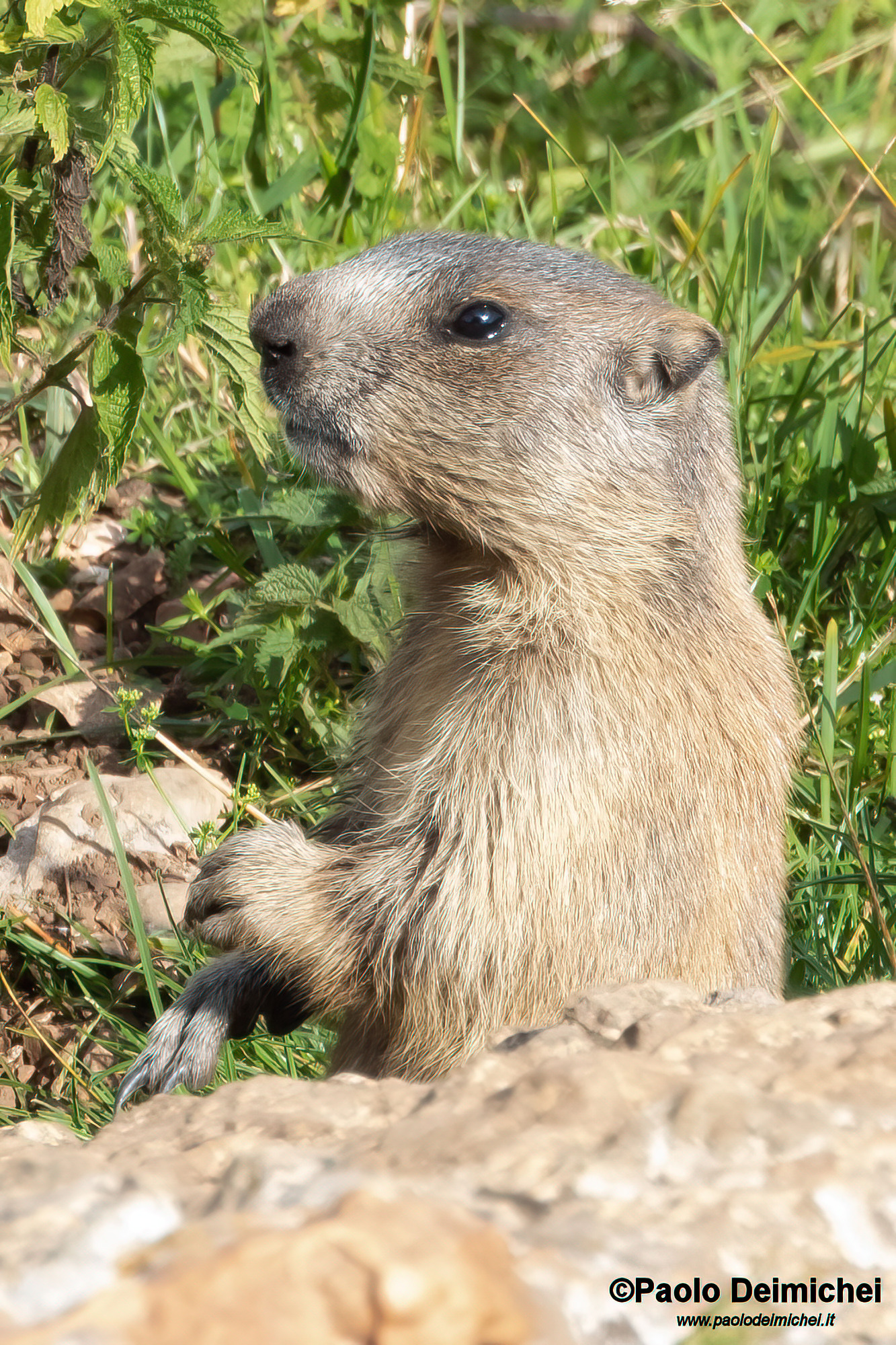 Giovane marmotta da vicino