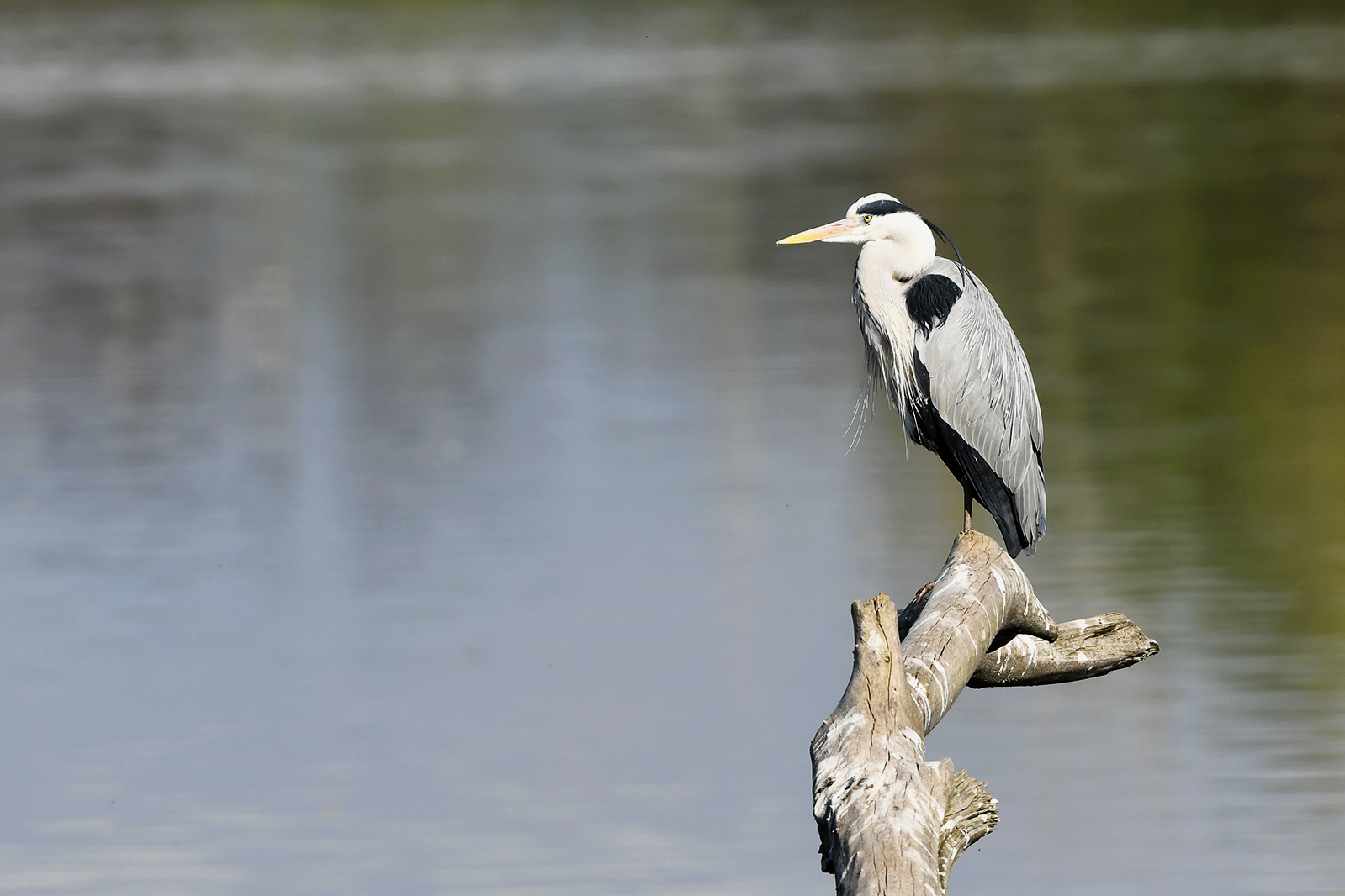 Grey heron