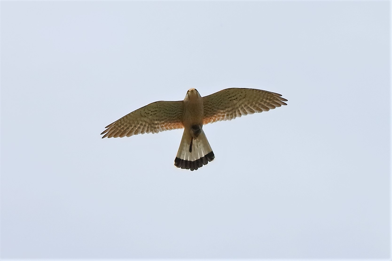 Gheppio 15 aprile 2023