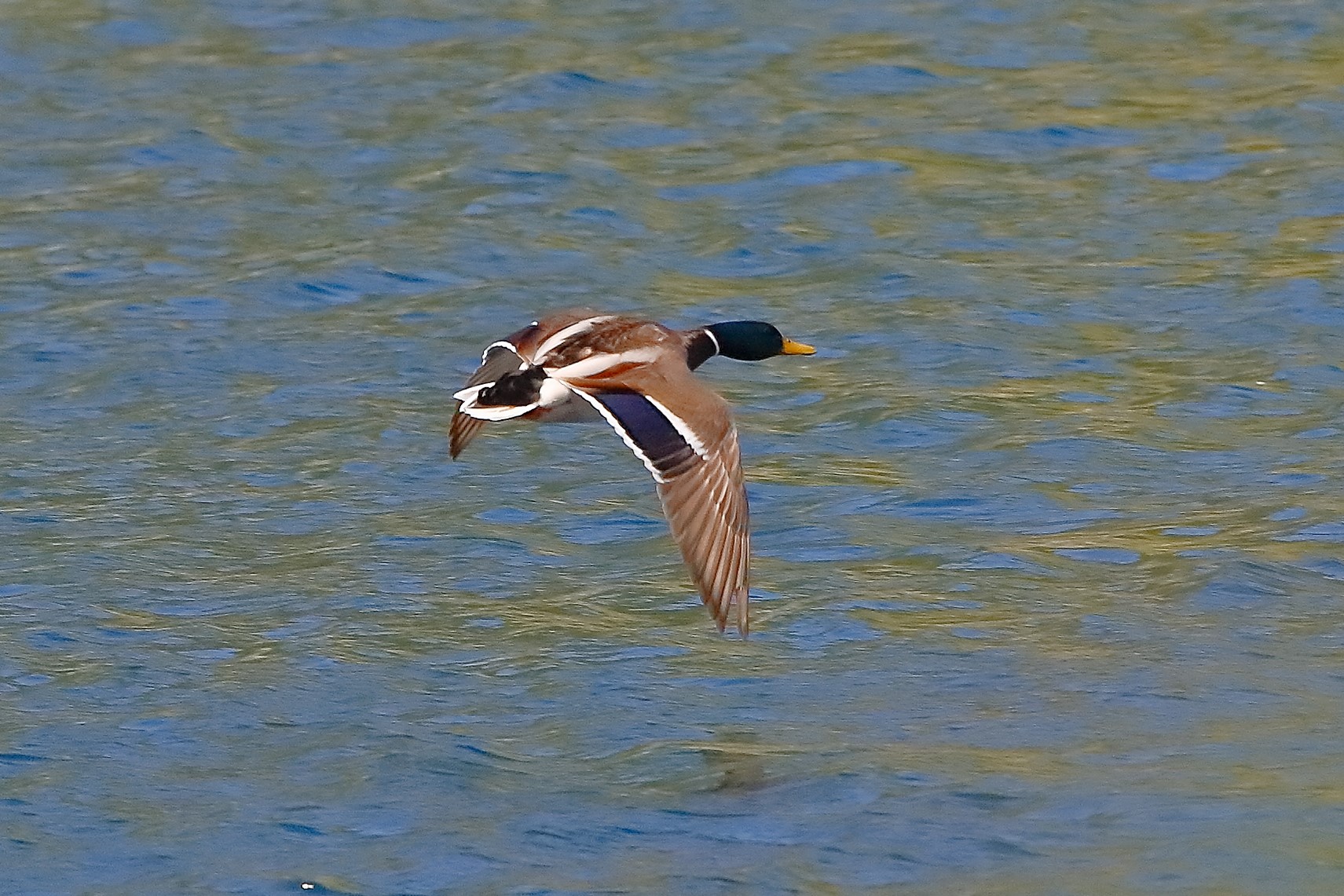 Germano 18 aprile 2023