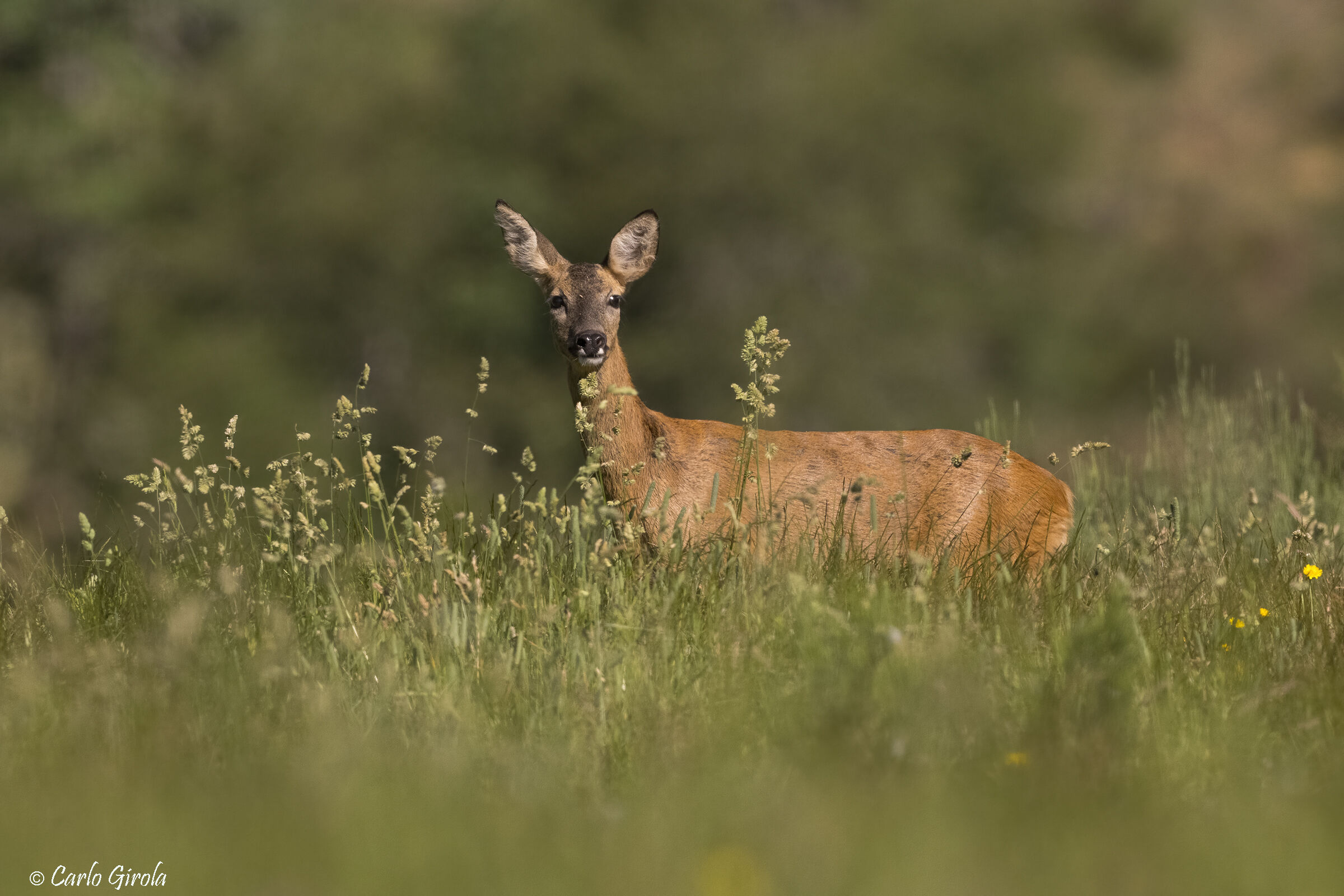Roe deer (Capreolus capreolus)