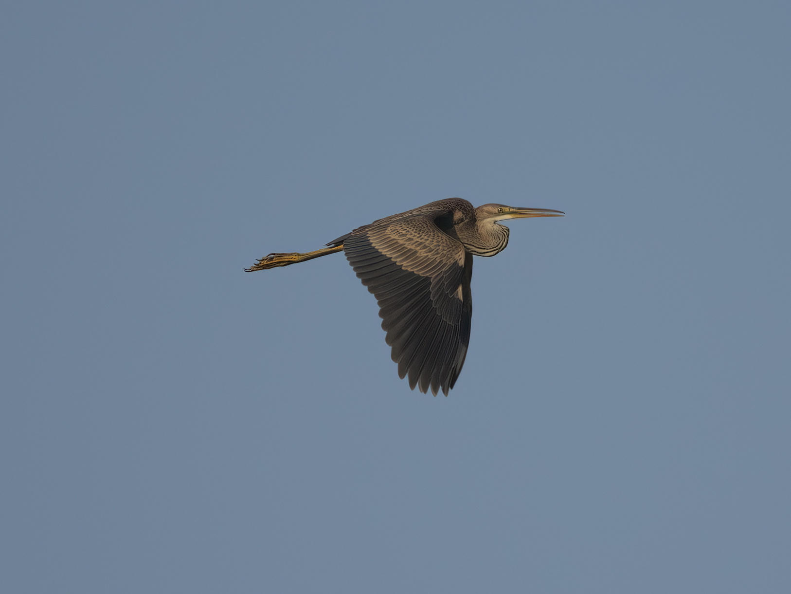 Heron