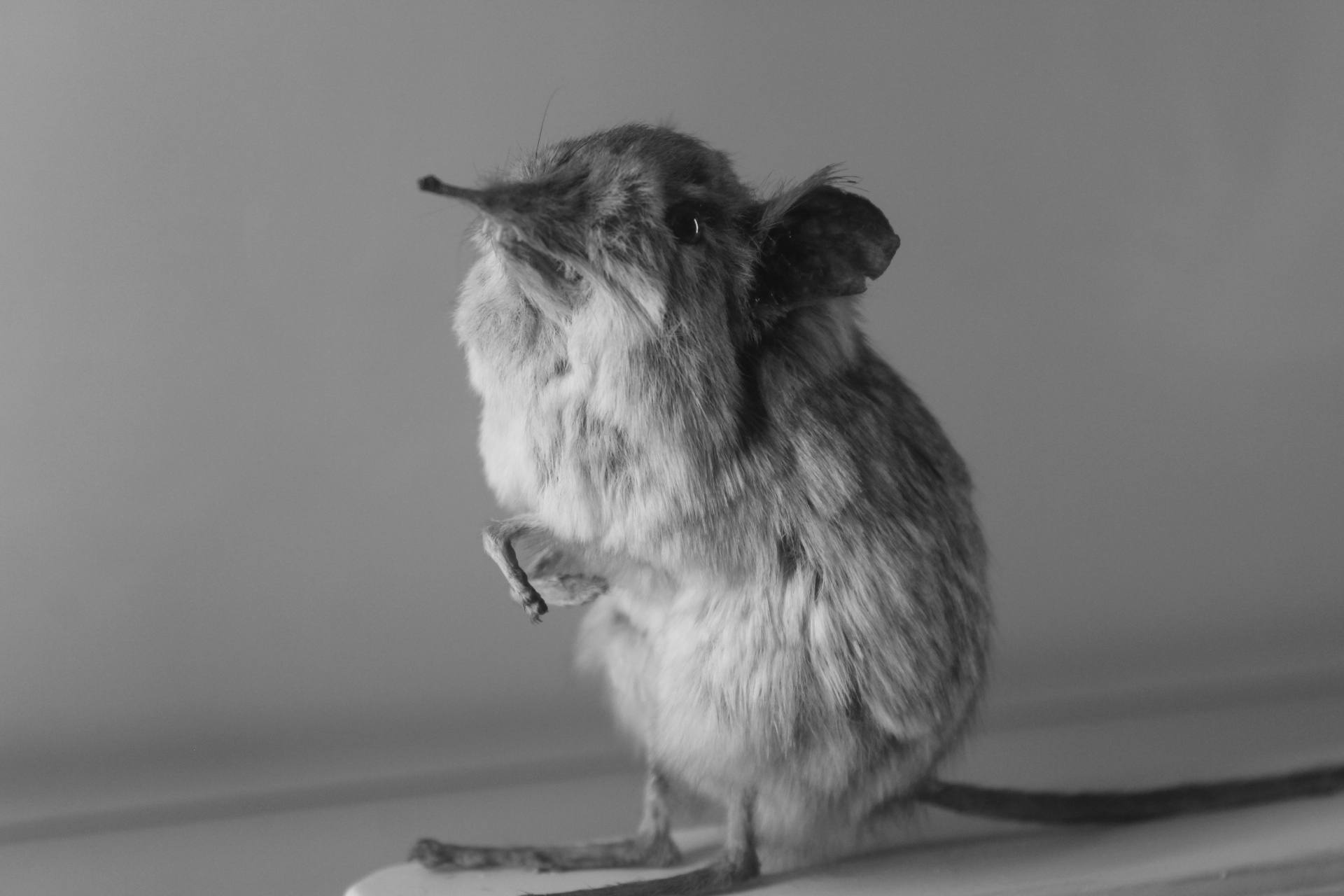 Topino