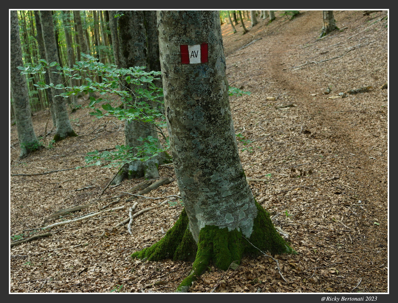 Beech forest Monte Zatta