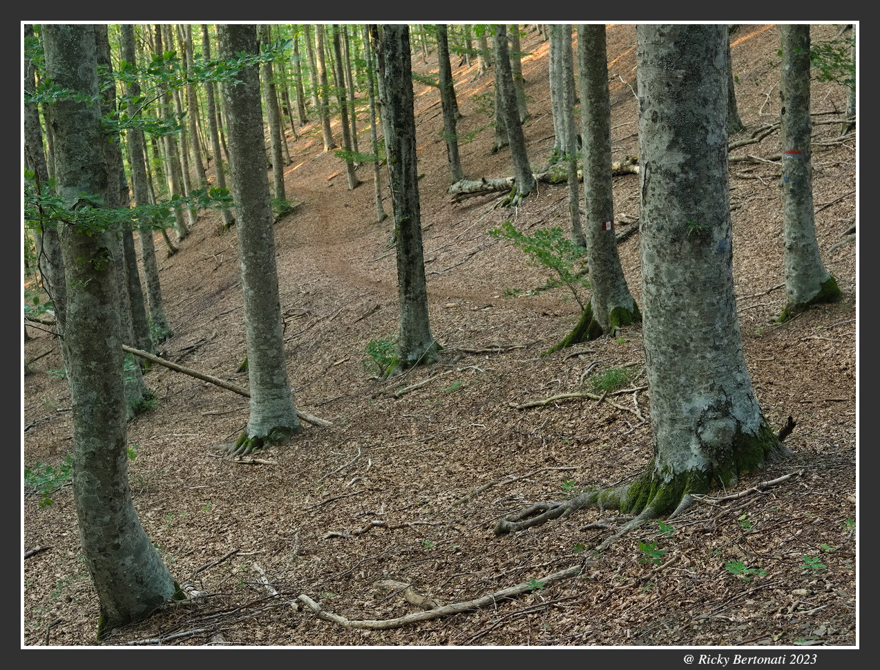 Beech forest Monte Zatta
