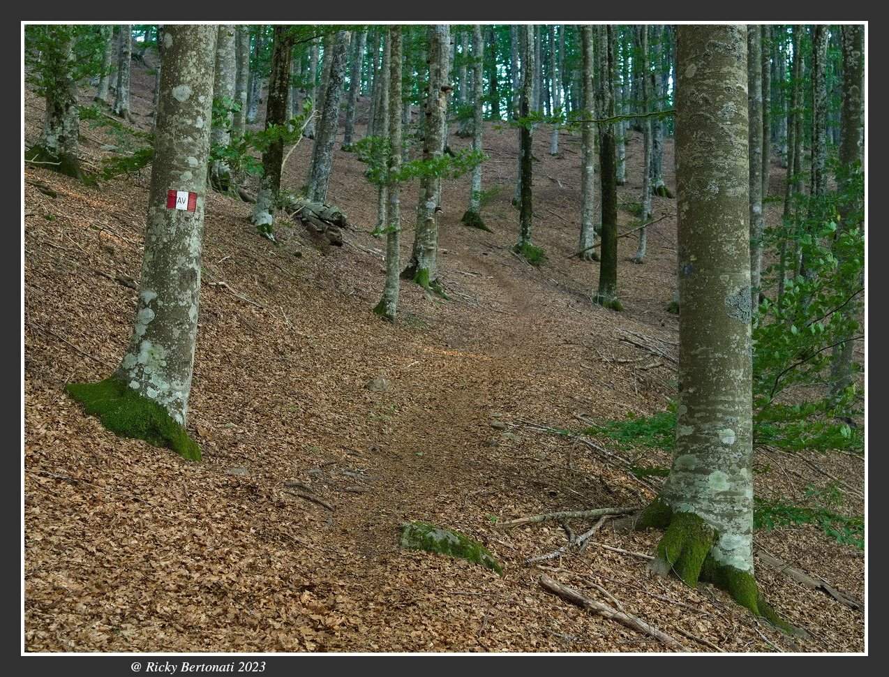 Beech forest Monte Zatta