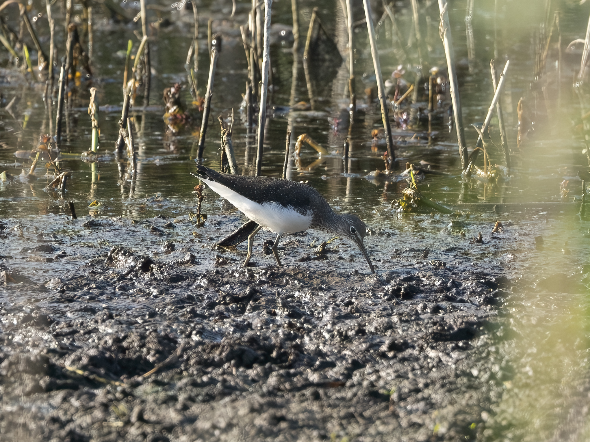 Sandpiper culbianco