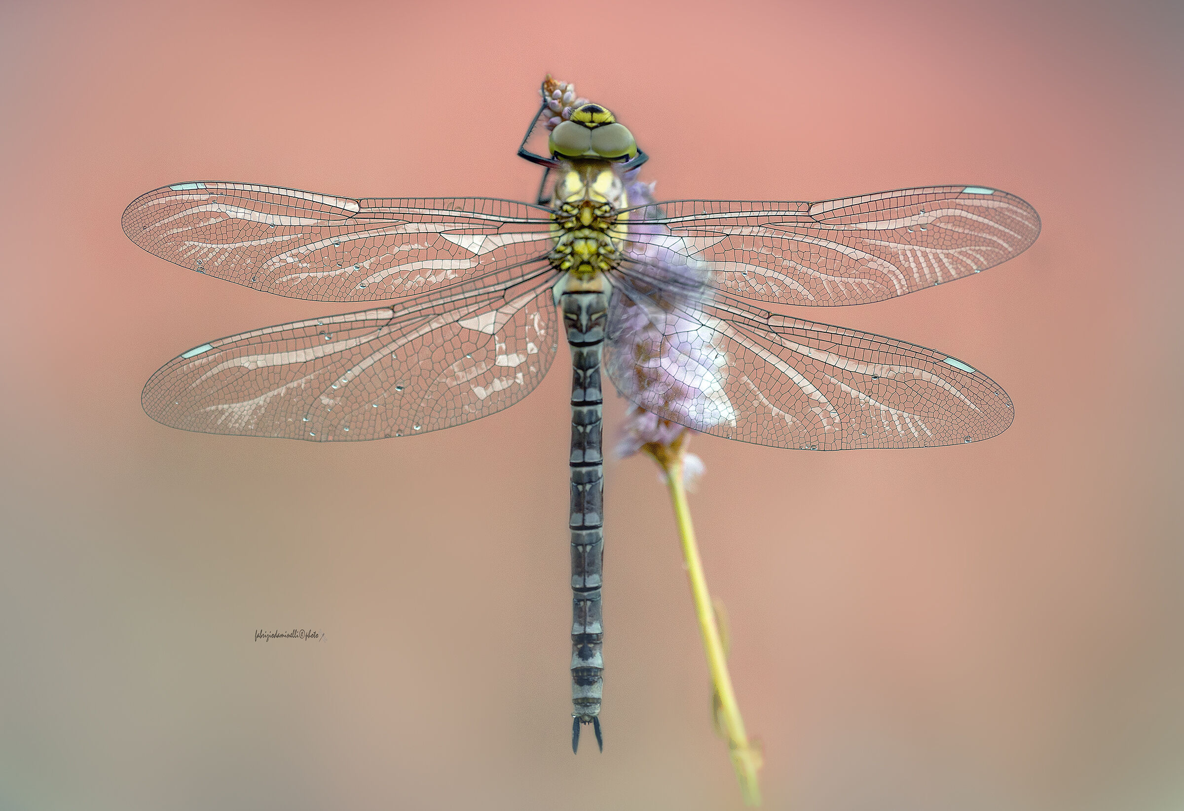 Southern Hawker - new born - female