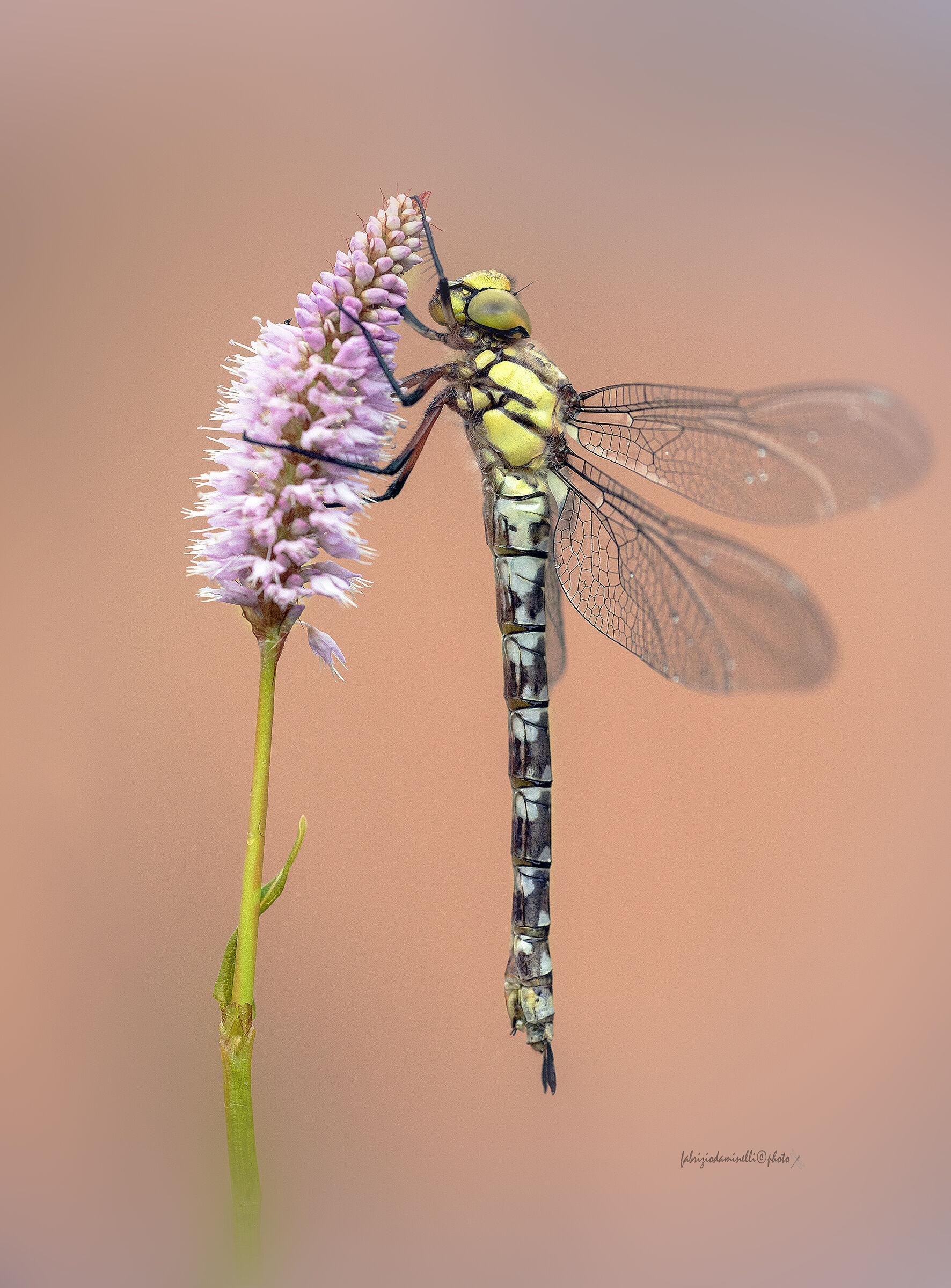 Aeshna cyanea - female