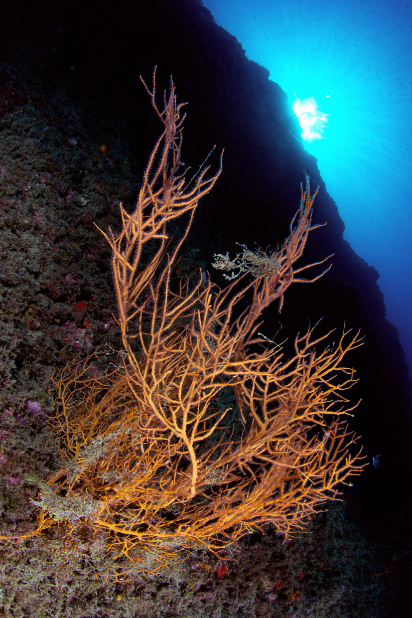 Gorgonia isola del Tino Sp
