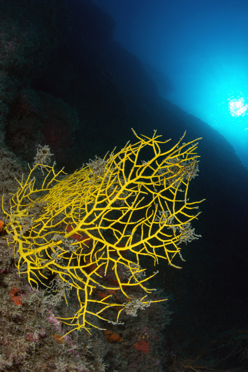 Gorgonia Isola del Tino Sp