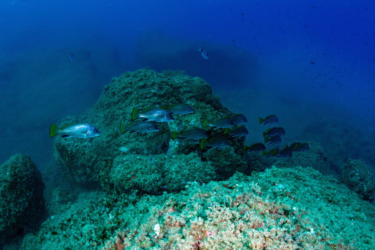 Isola del Tino Sp