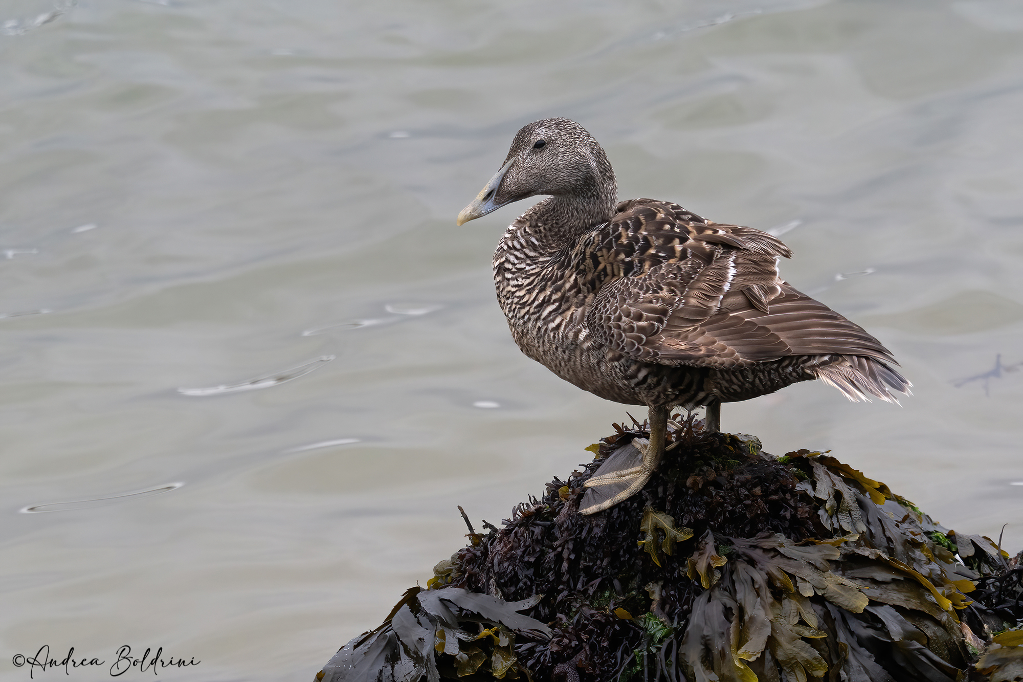 Eider
