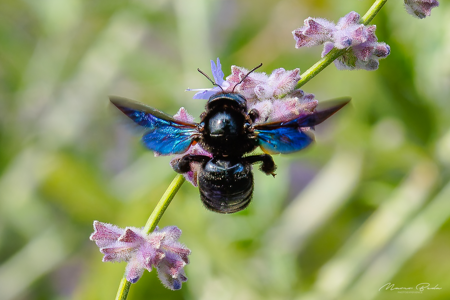 xilocopa