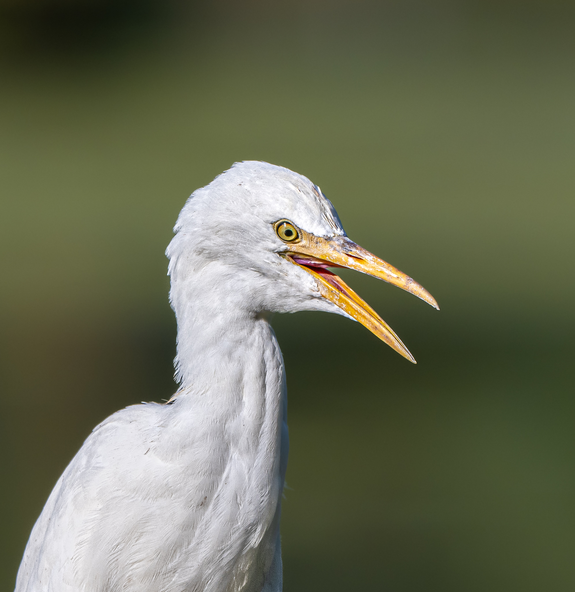Giovane Airone guardabuoi